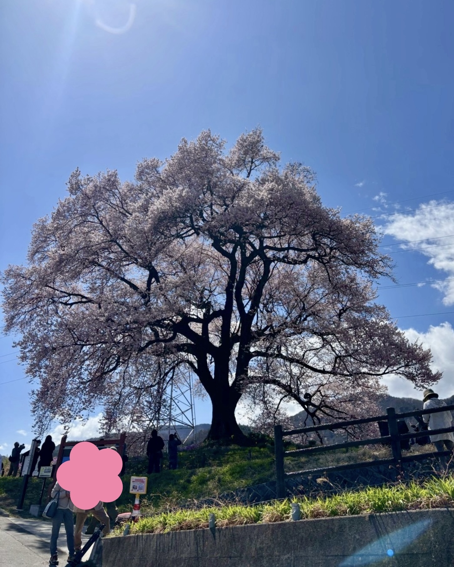 260327わに塚のサクラ