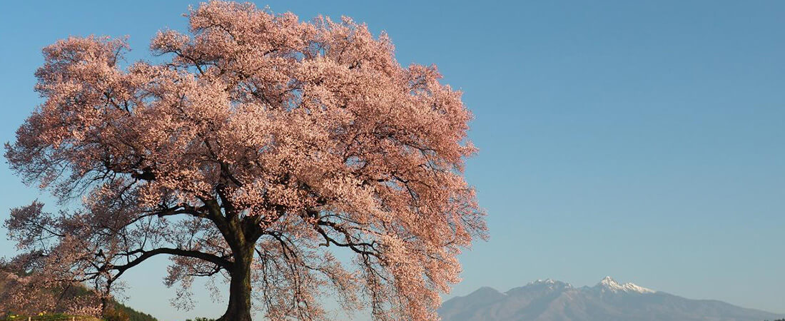 桜の木の風景画像