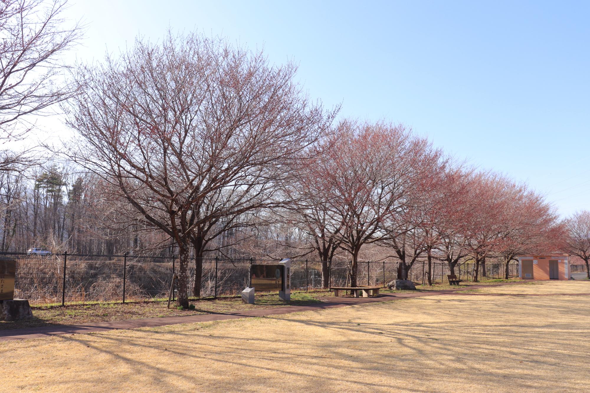 0315穴山さくら公園