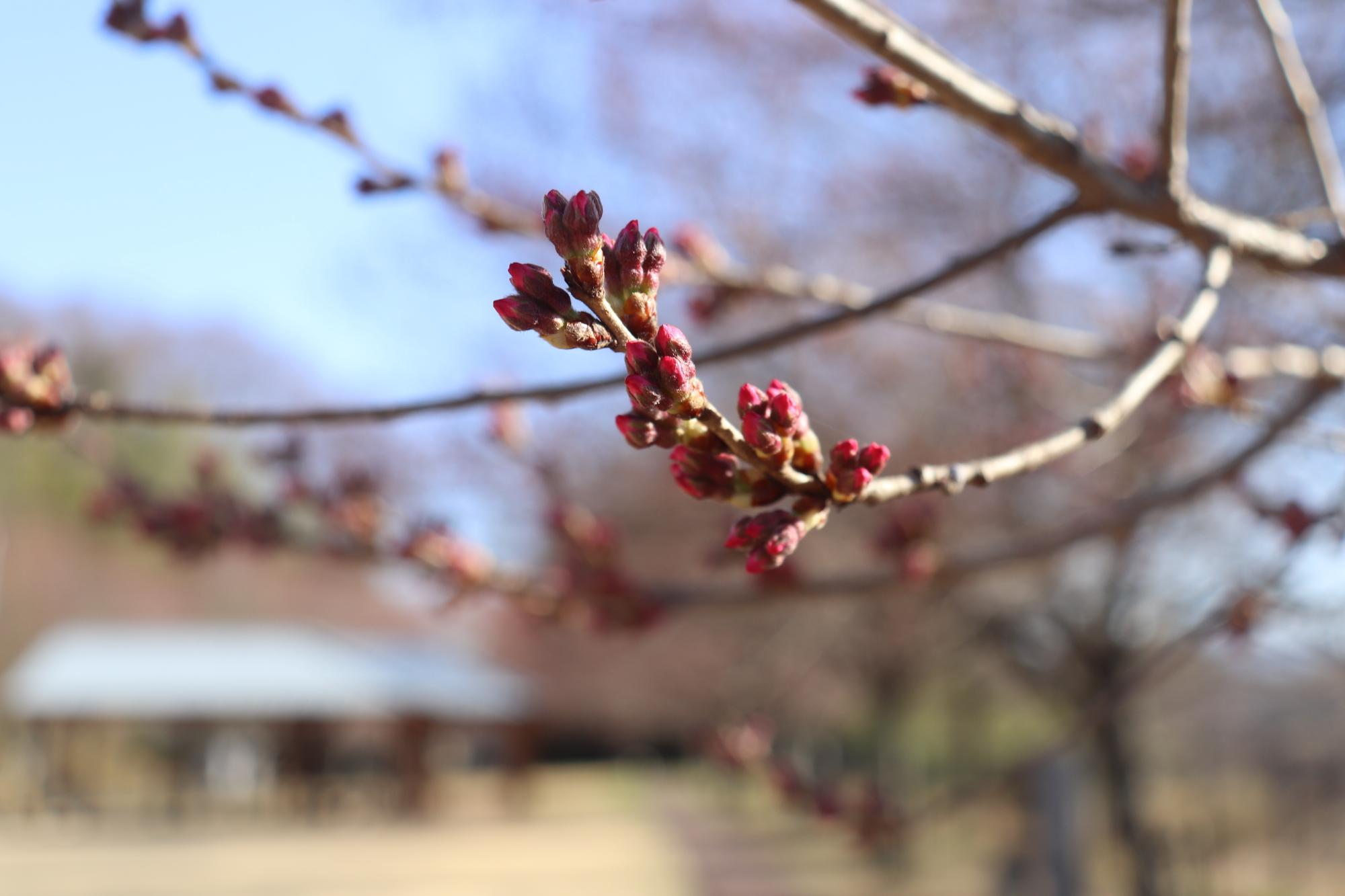 0315穴山さくら公園