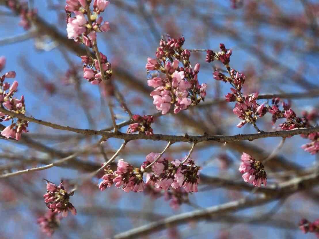 0320穴山さくら公園