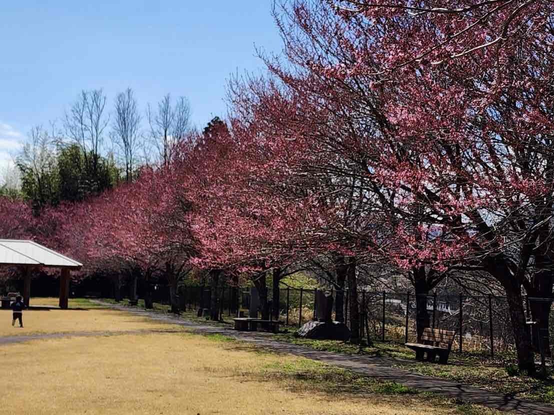 0320穴山さくら公園