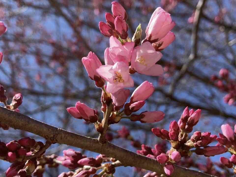 0320穴山さくら公園