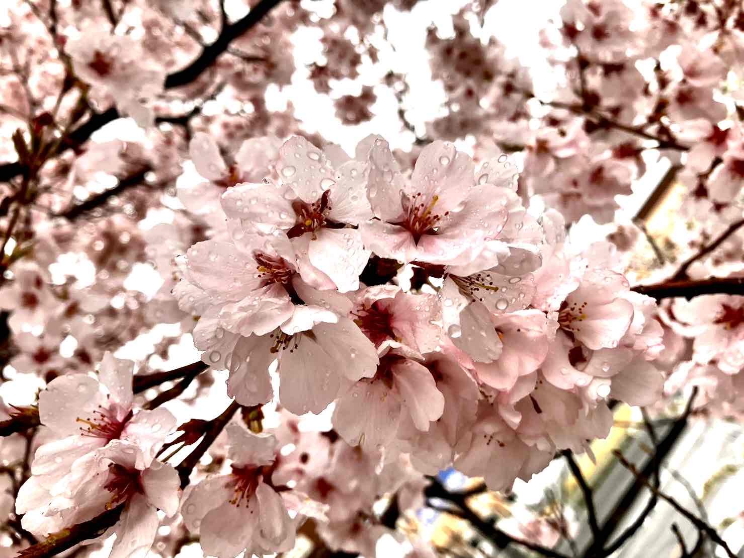 0323韮崎駅桜