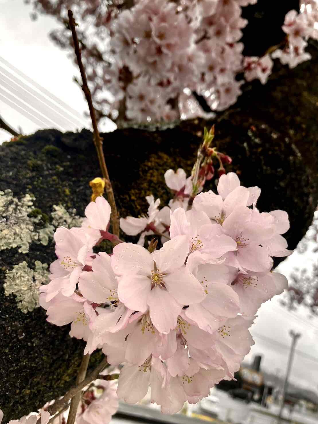 0323韮崎駅桜