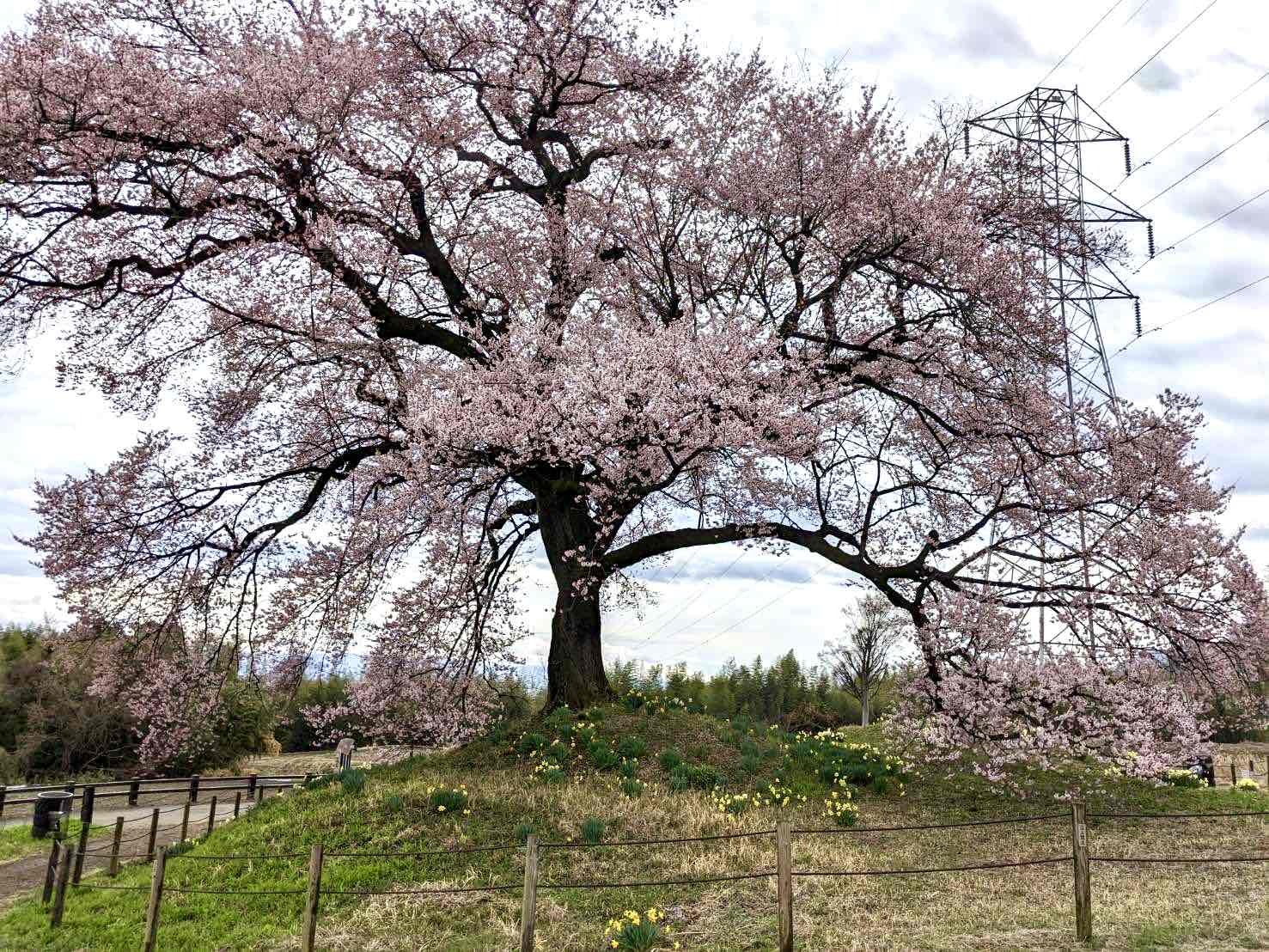 0324わに塚のサクラ