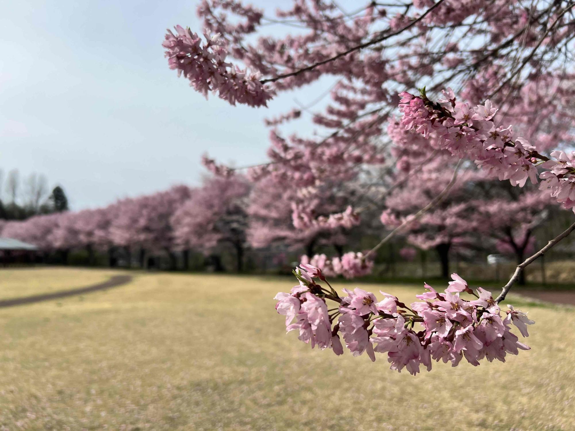 0327穴山さくら公園