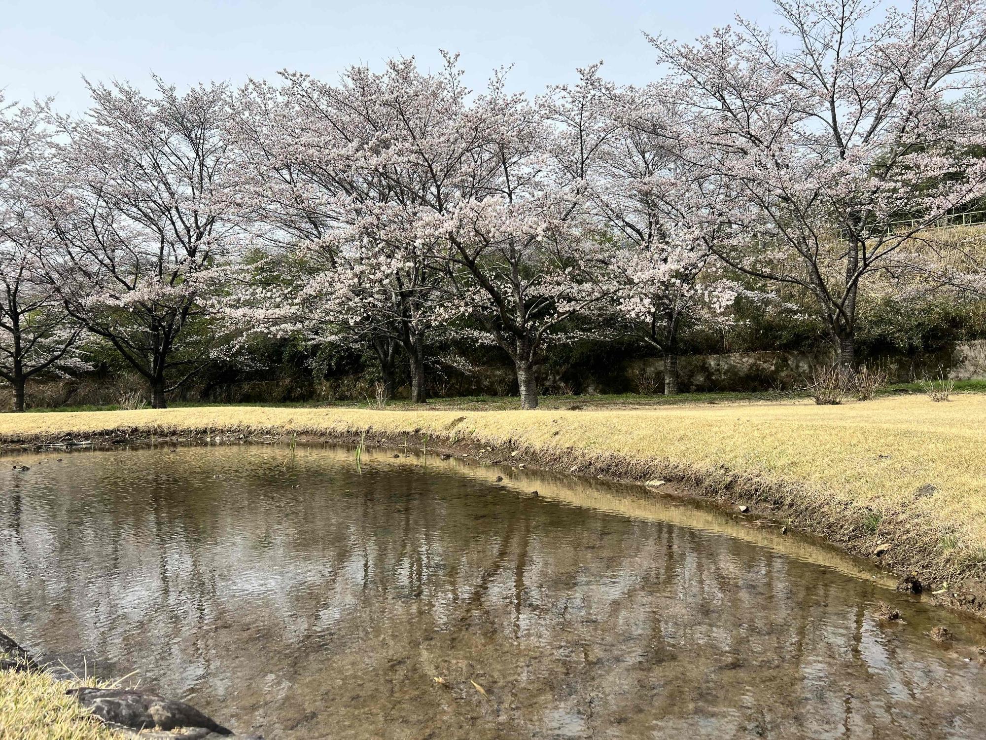 0327大賀ハス園