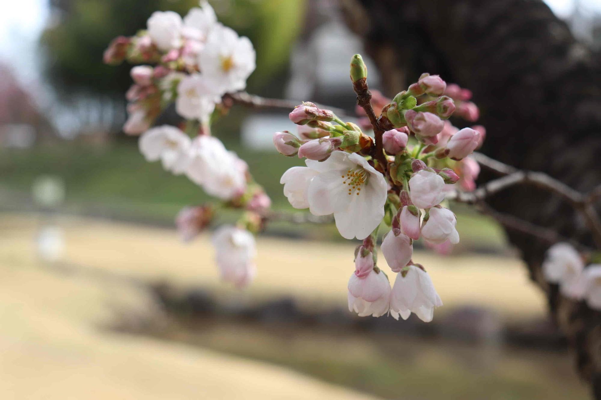 0327大賀ハス園