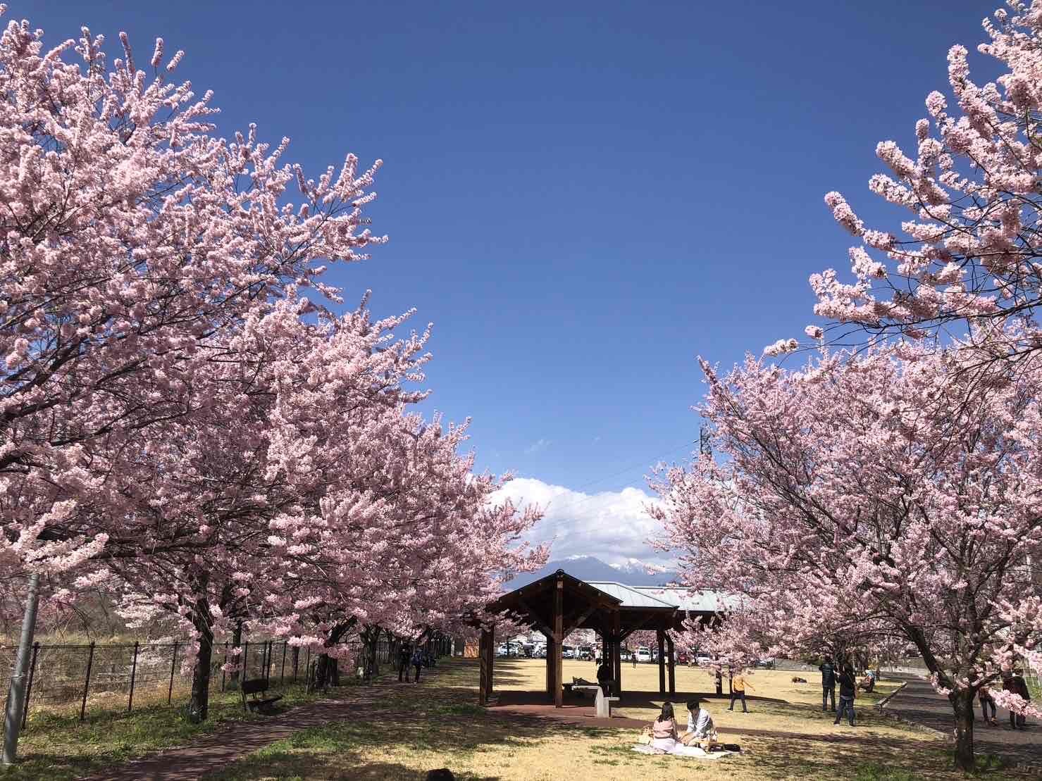 0328穴山さくら公園