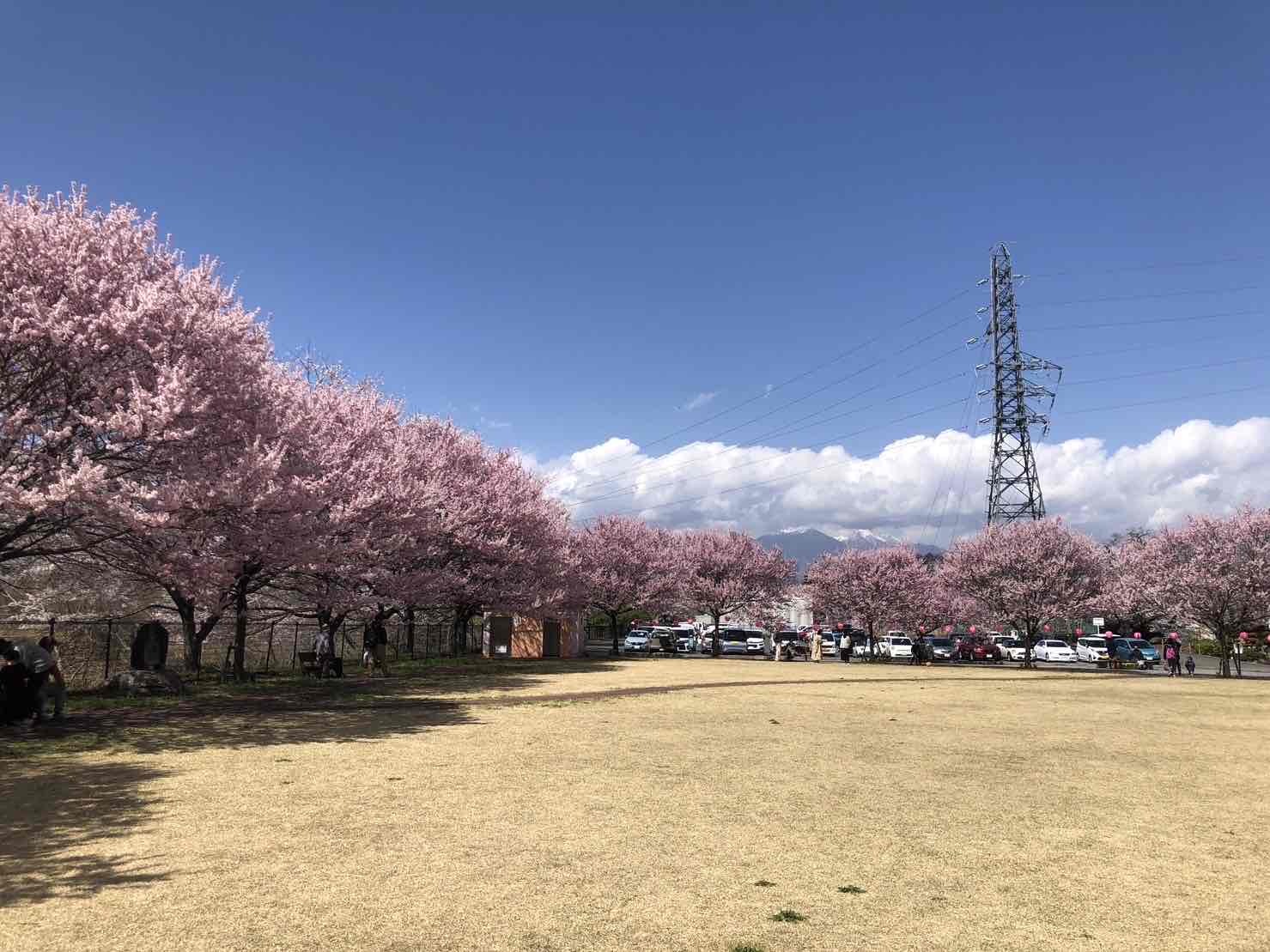 0328穴山さくら公園