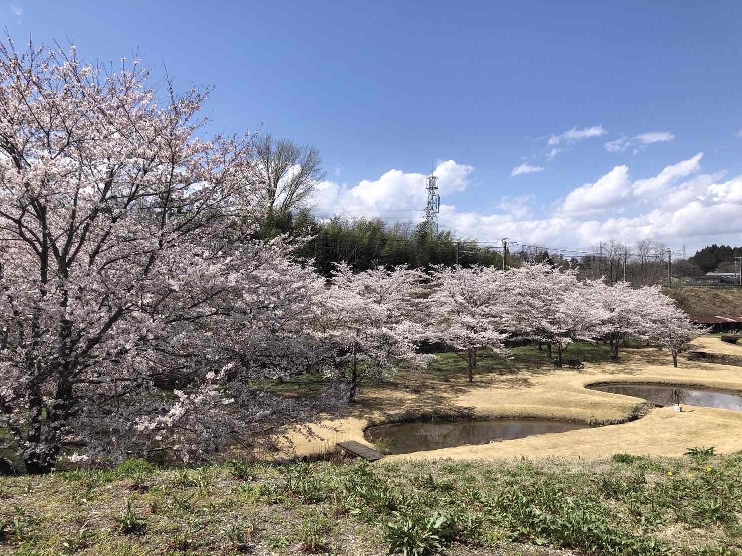 0328大賀ハス園