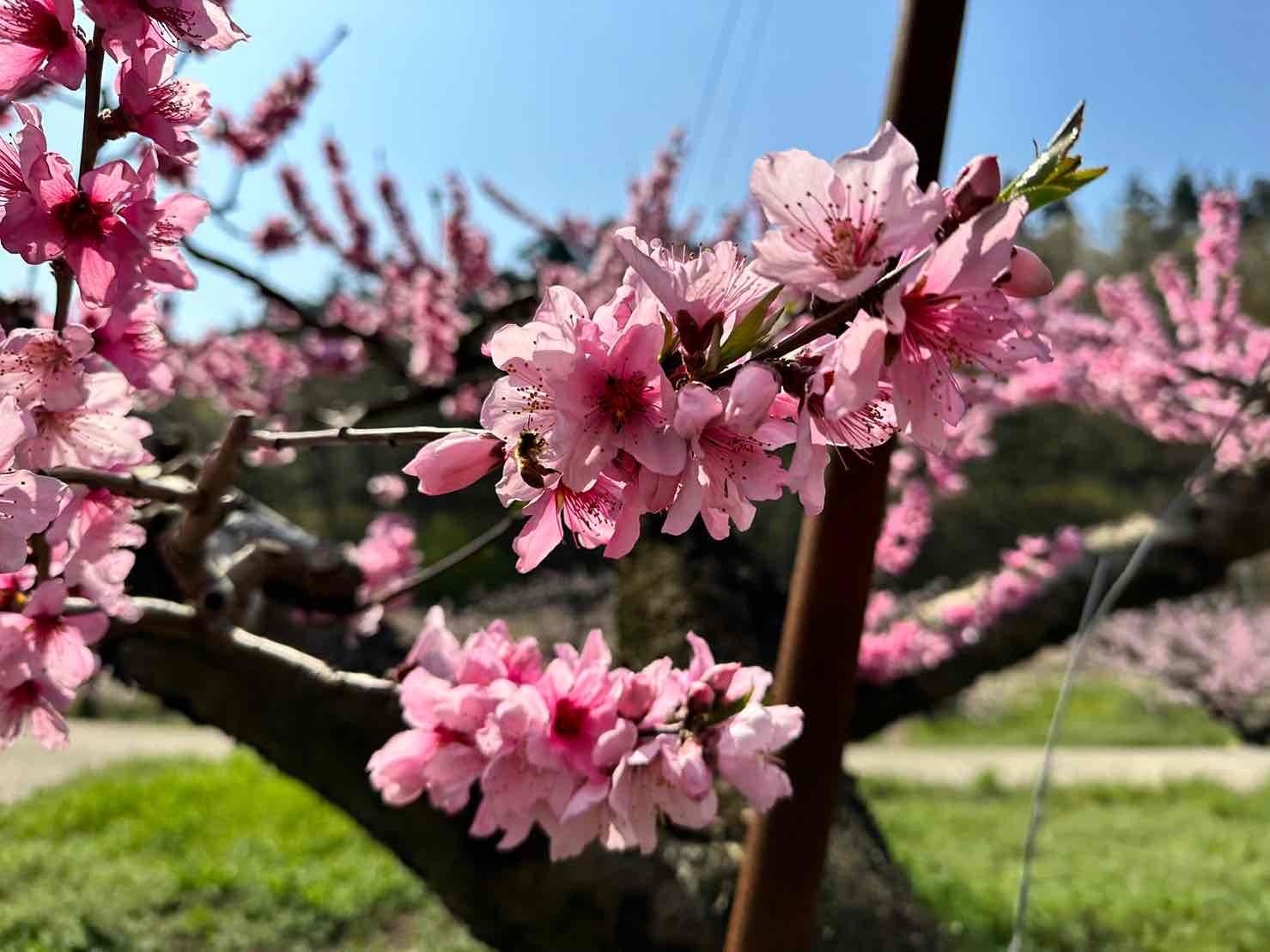 0403新府桃源郷