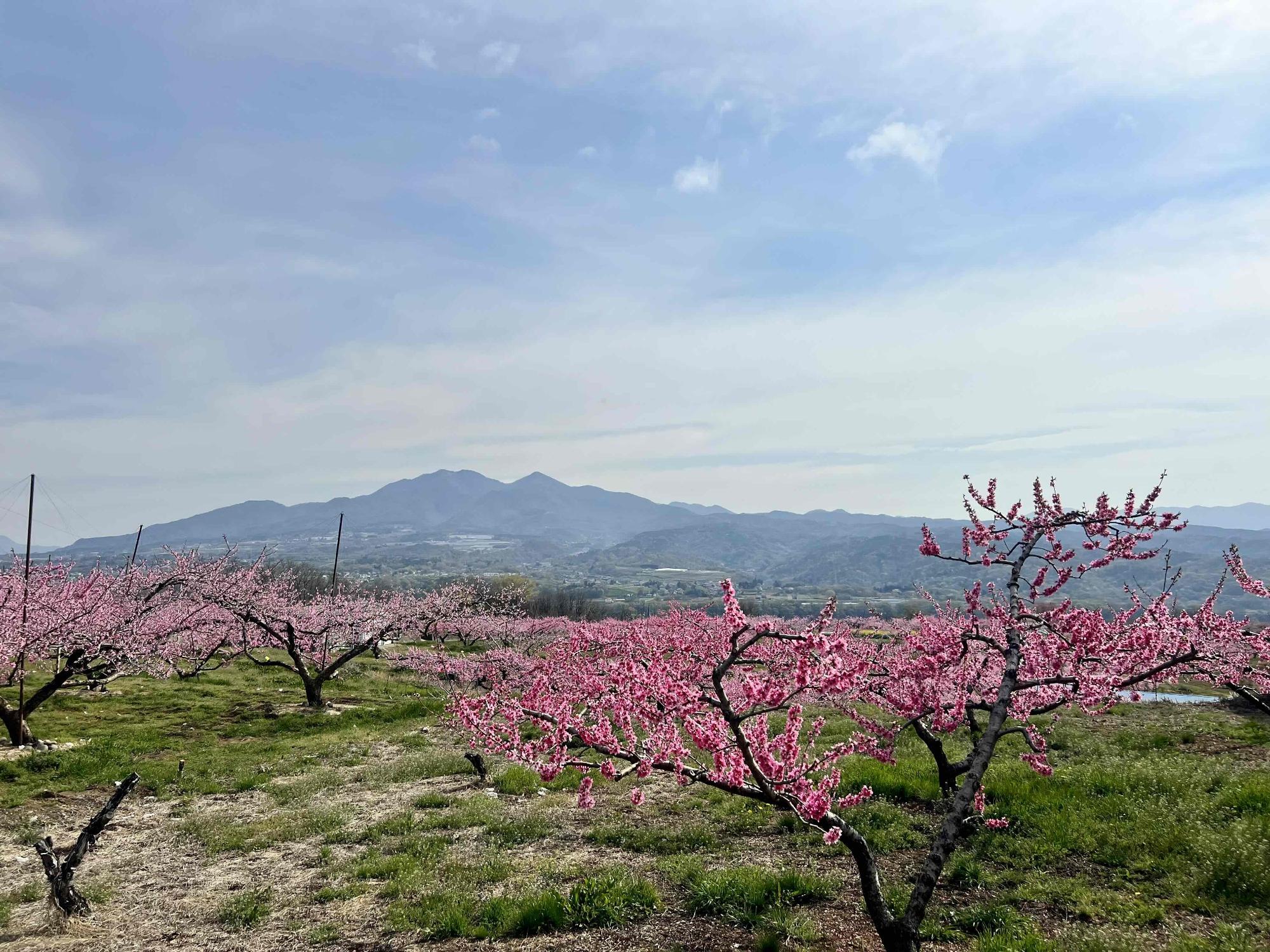 0405新府桃源郷