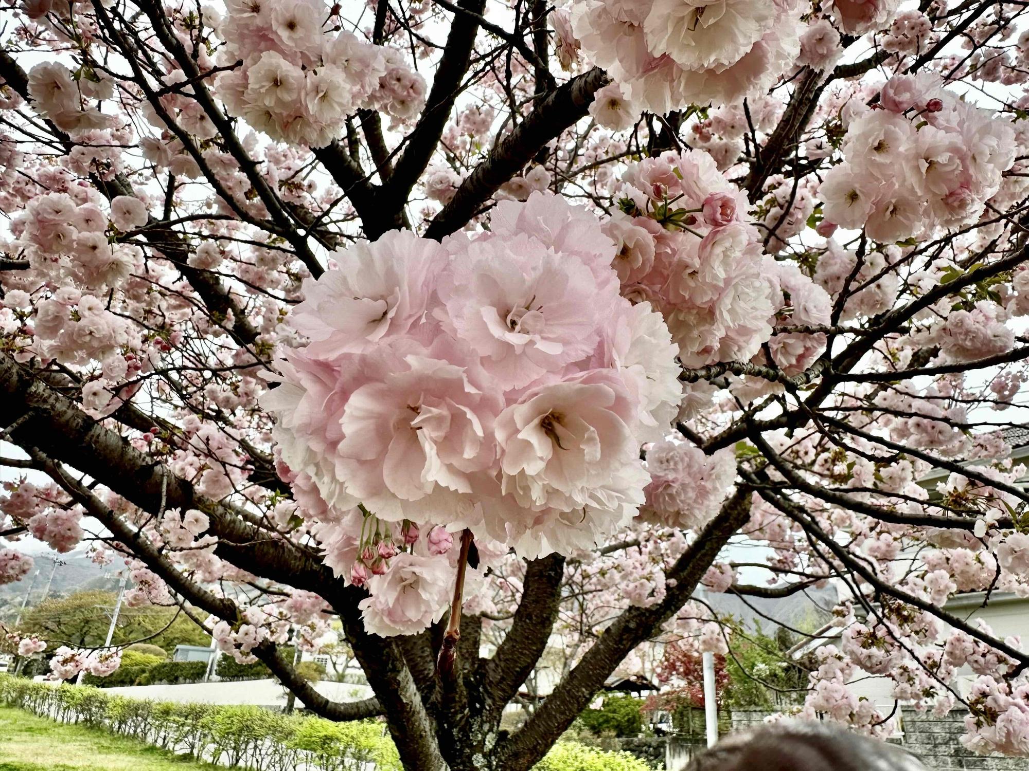 0407幸福の小径