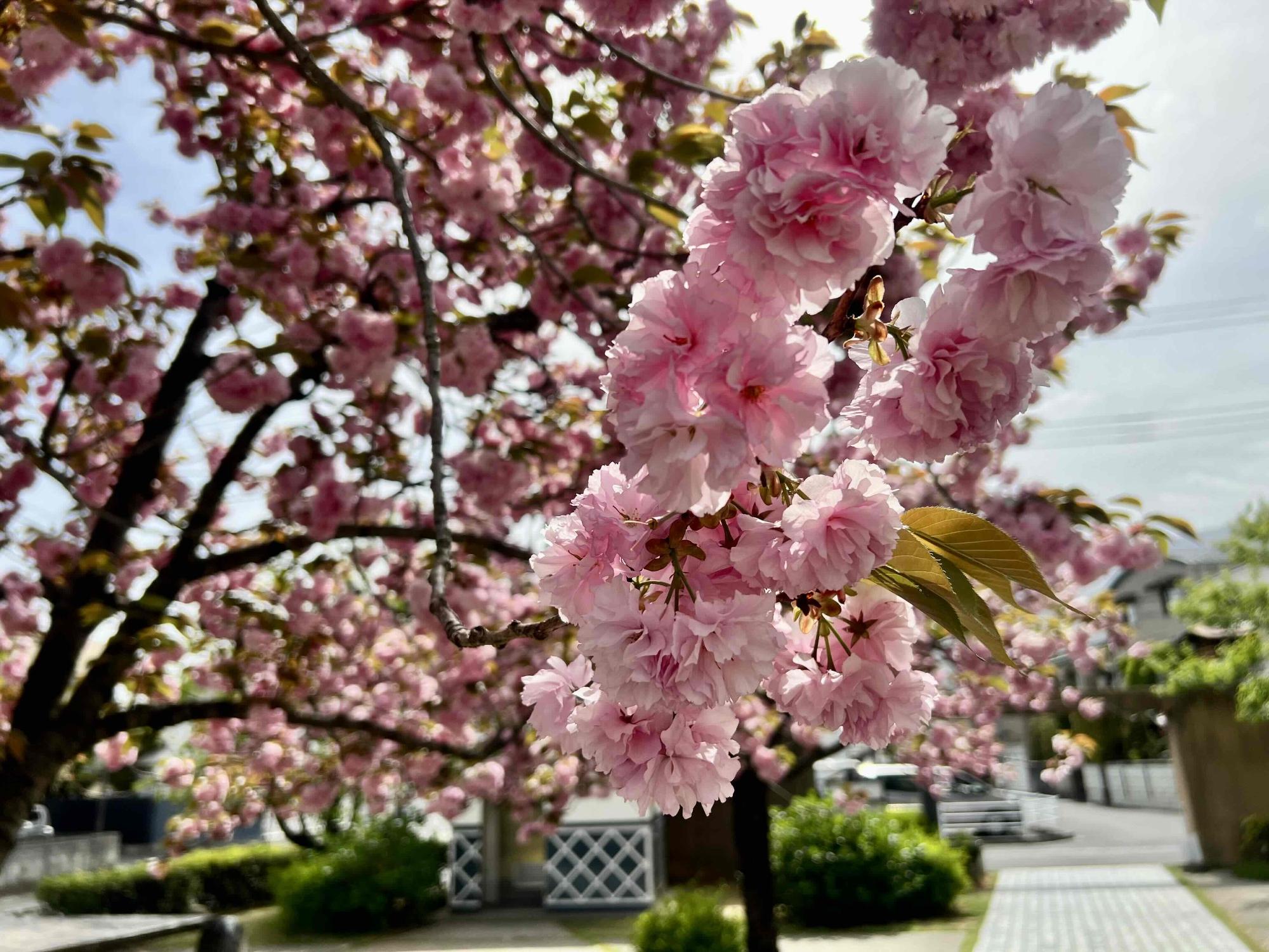 0414本町ふれあい公園