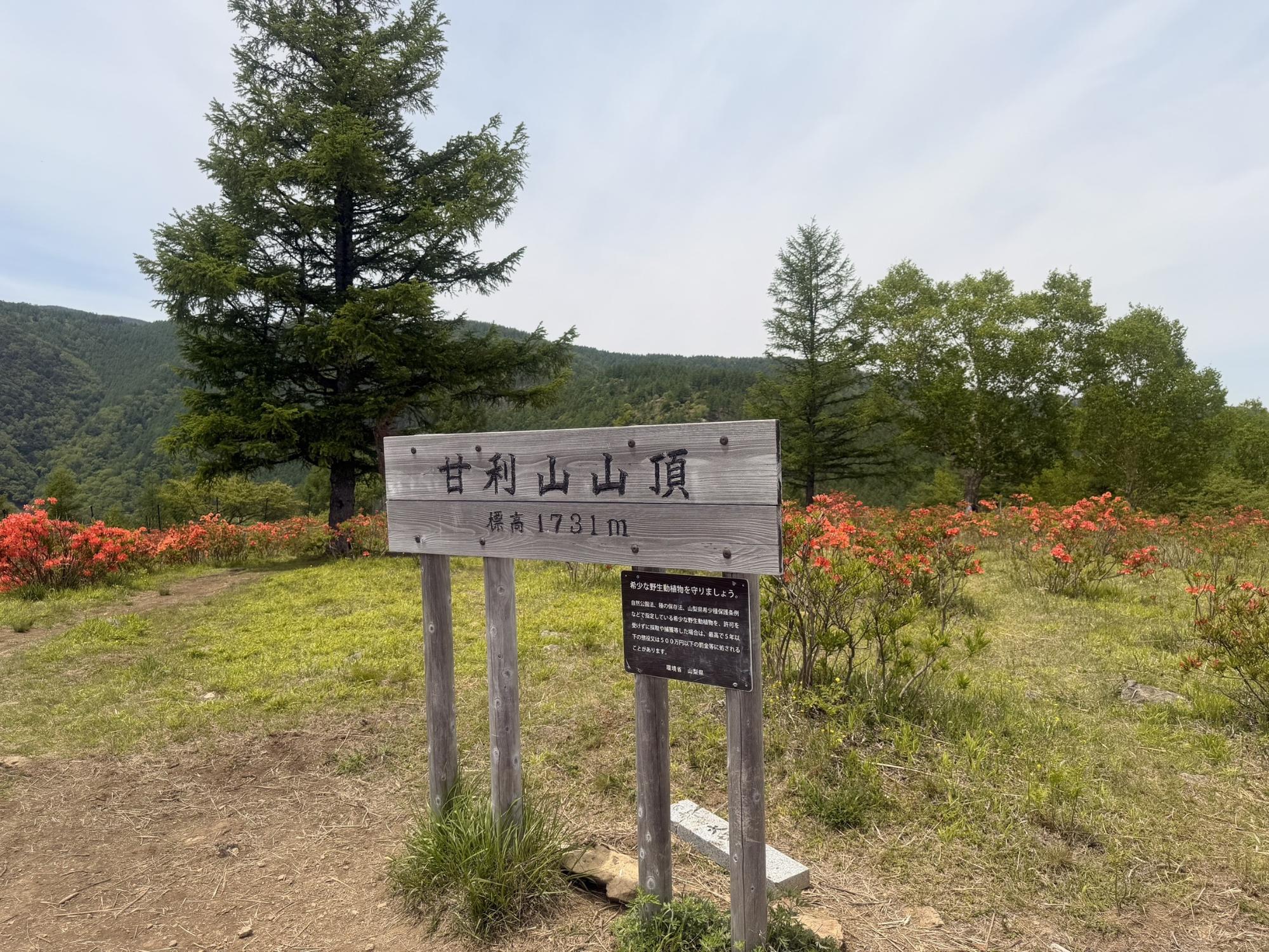6月1日甘利山山頂