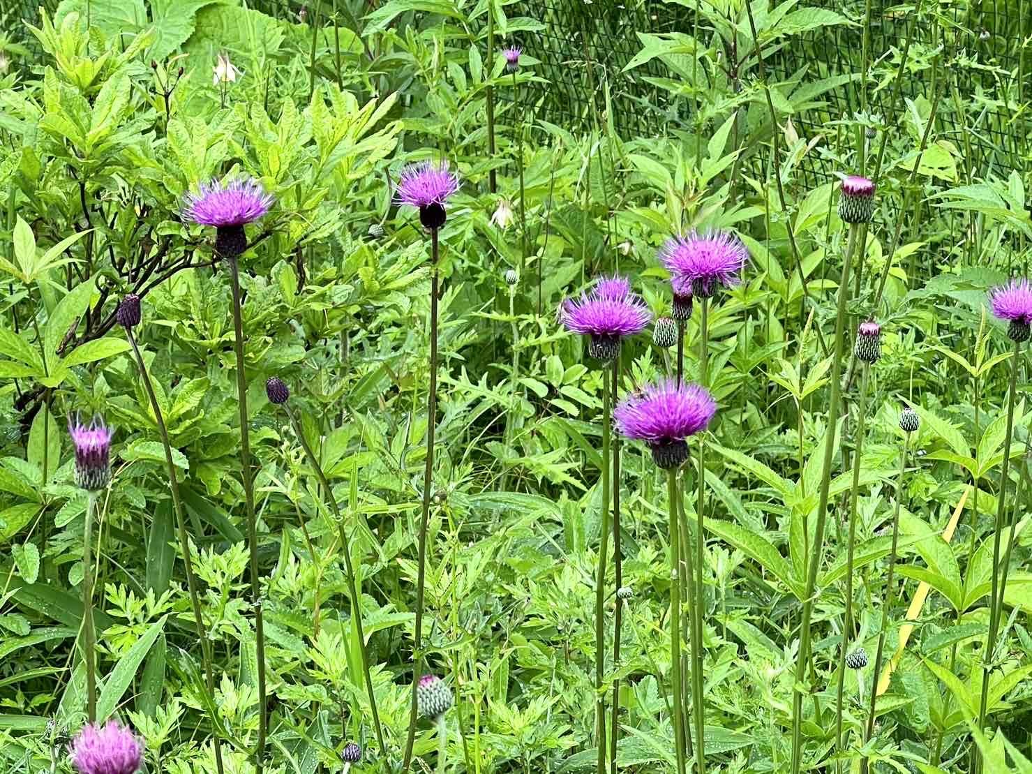 0710甘利山の花