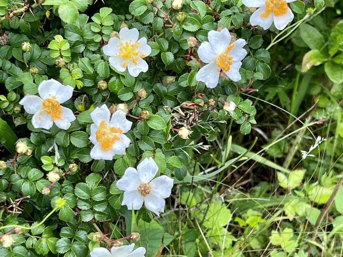 0710甘利山の花