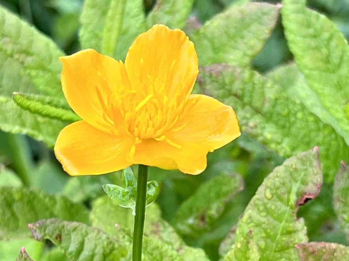 0710甘利山の花