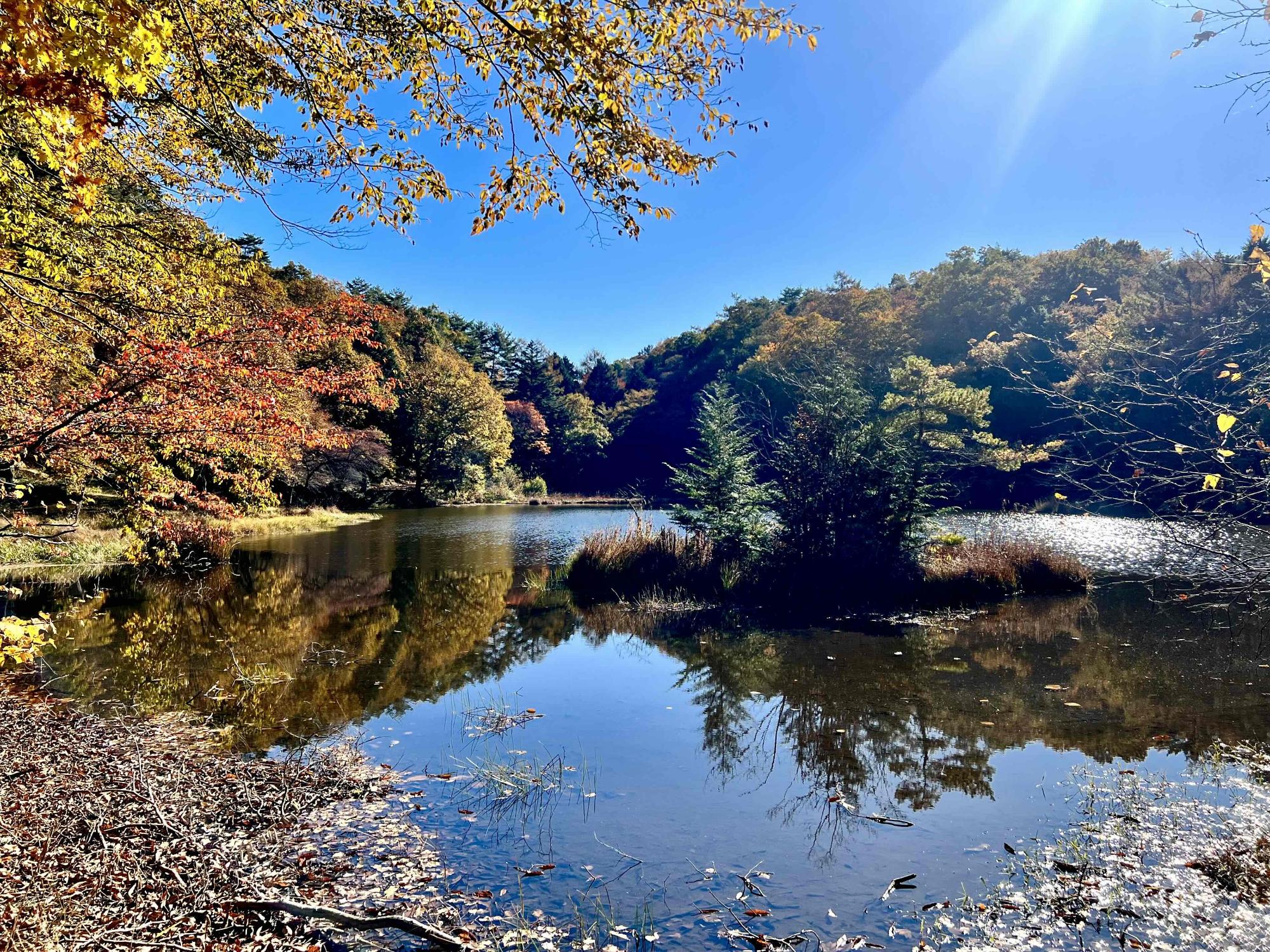 1031さわら池甘利山紅葉