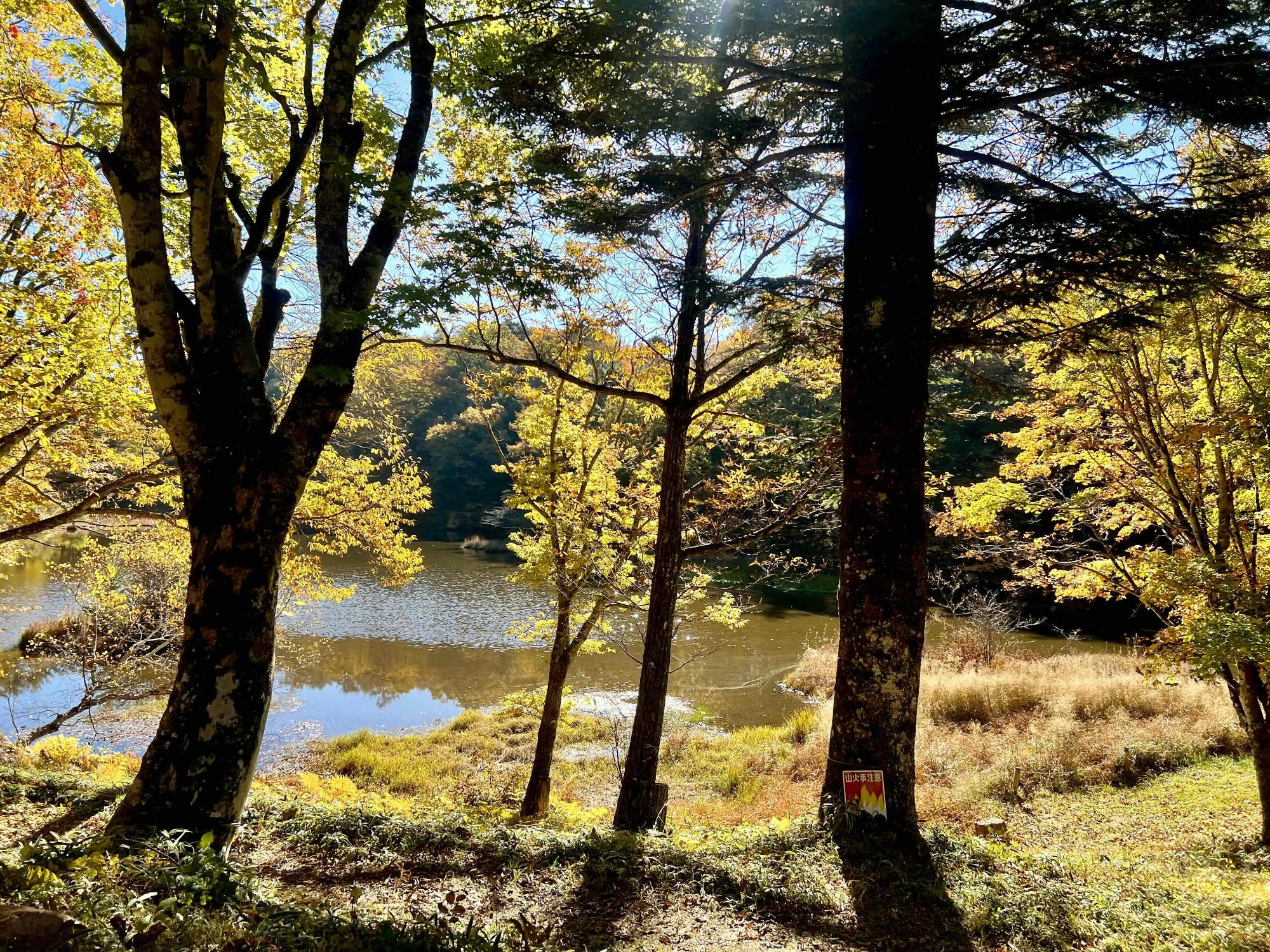 1031さわら池甘利山紅葉