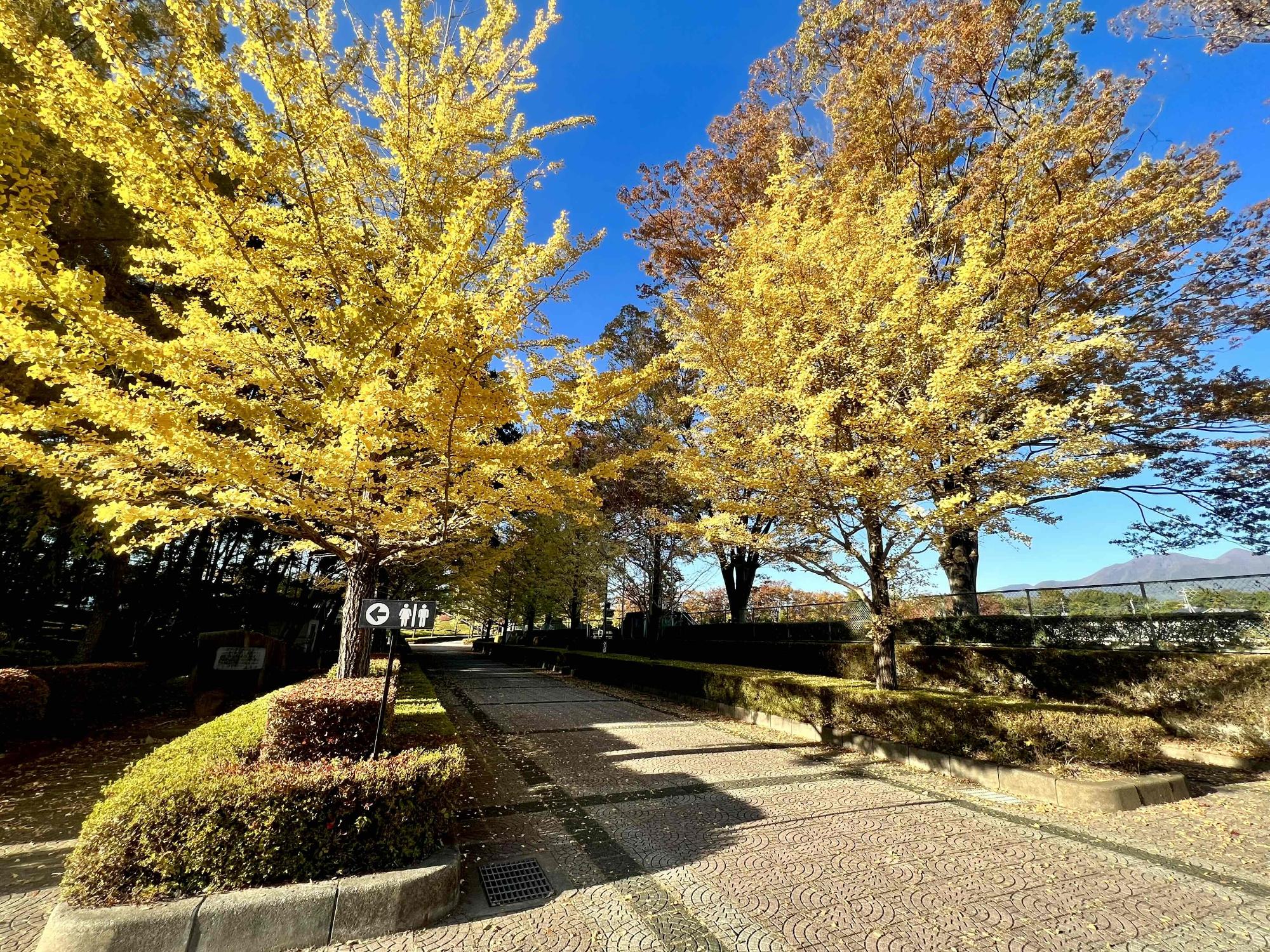 1101韮崎中央公園紅葉