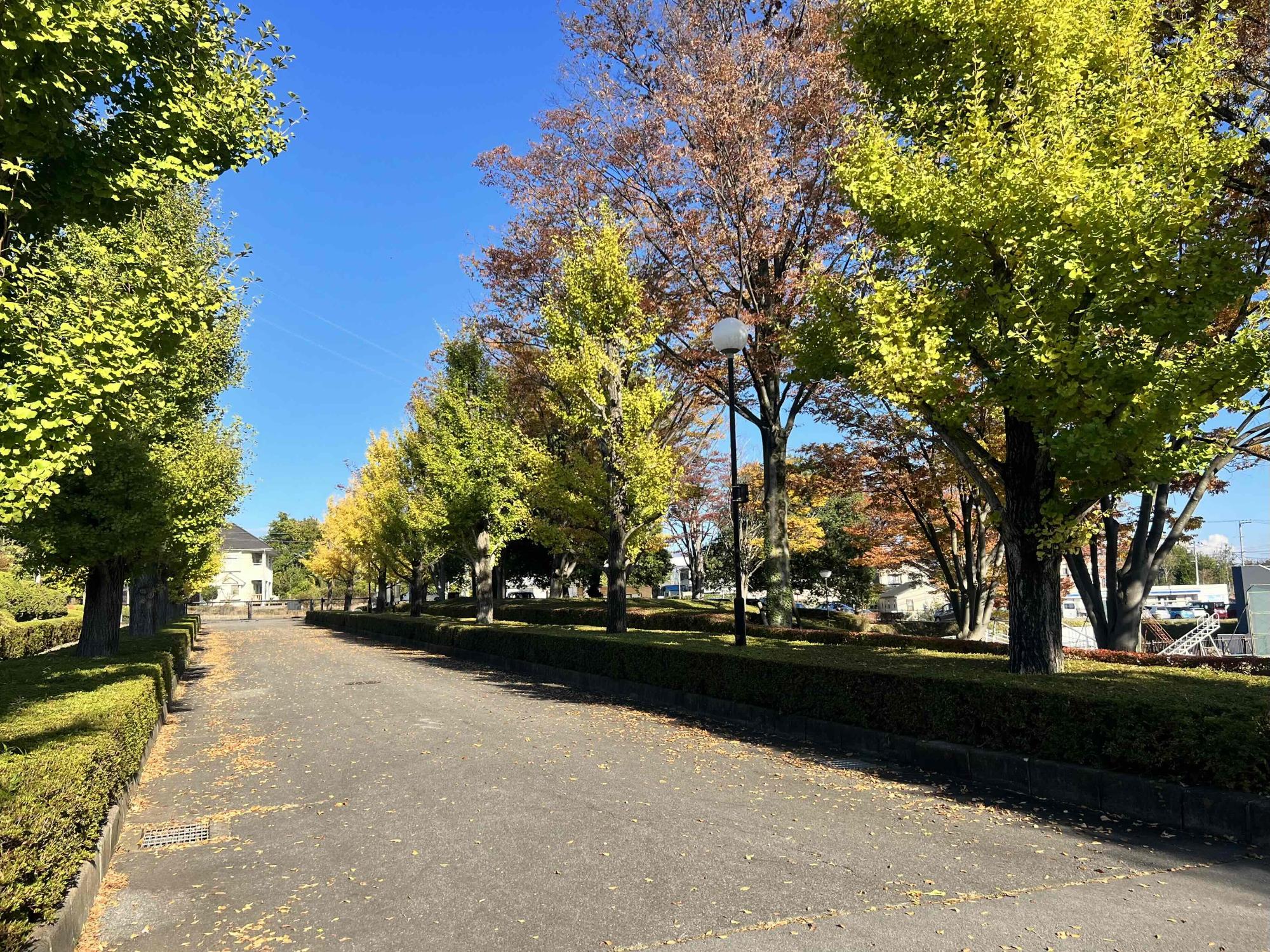 1101韮崎中央公園紅葉