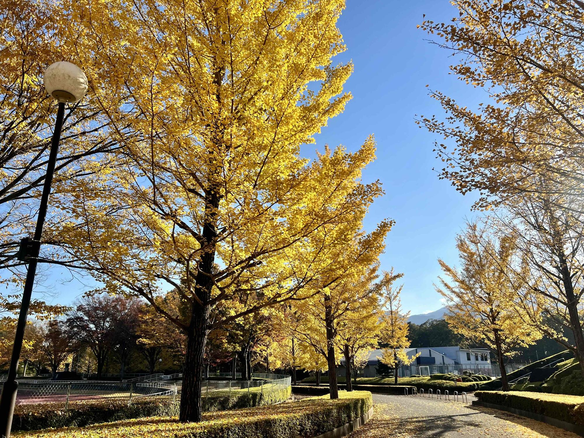 1107韮崎中央公園