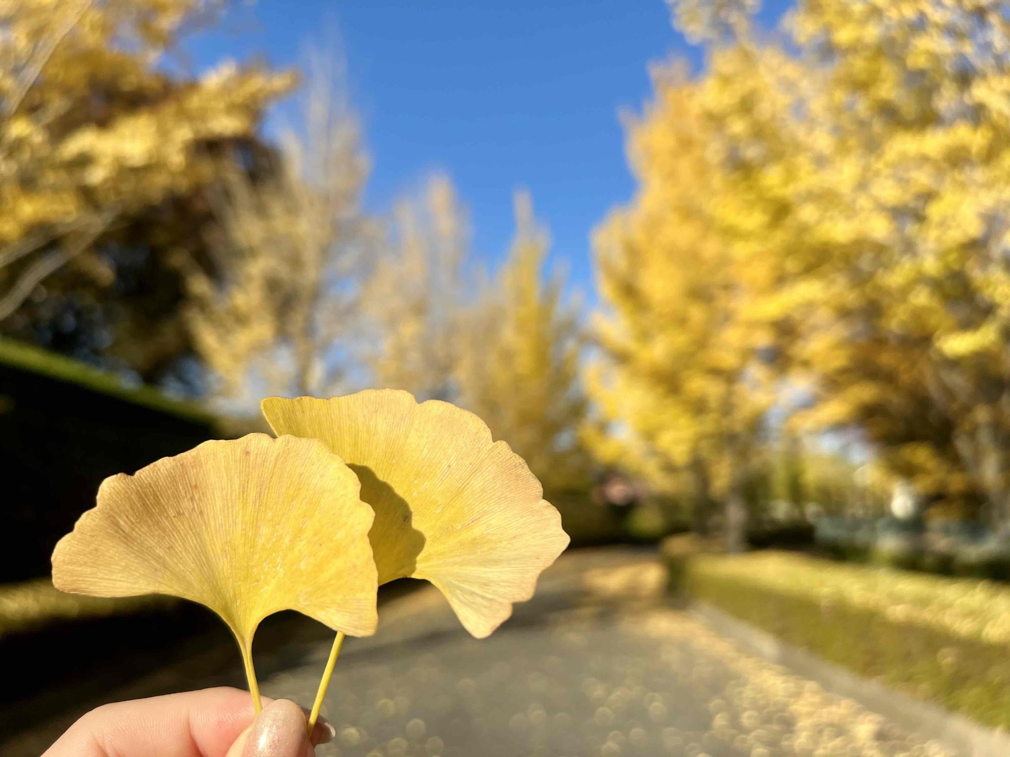 韮崎中央公園イチョウ並木