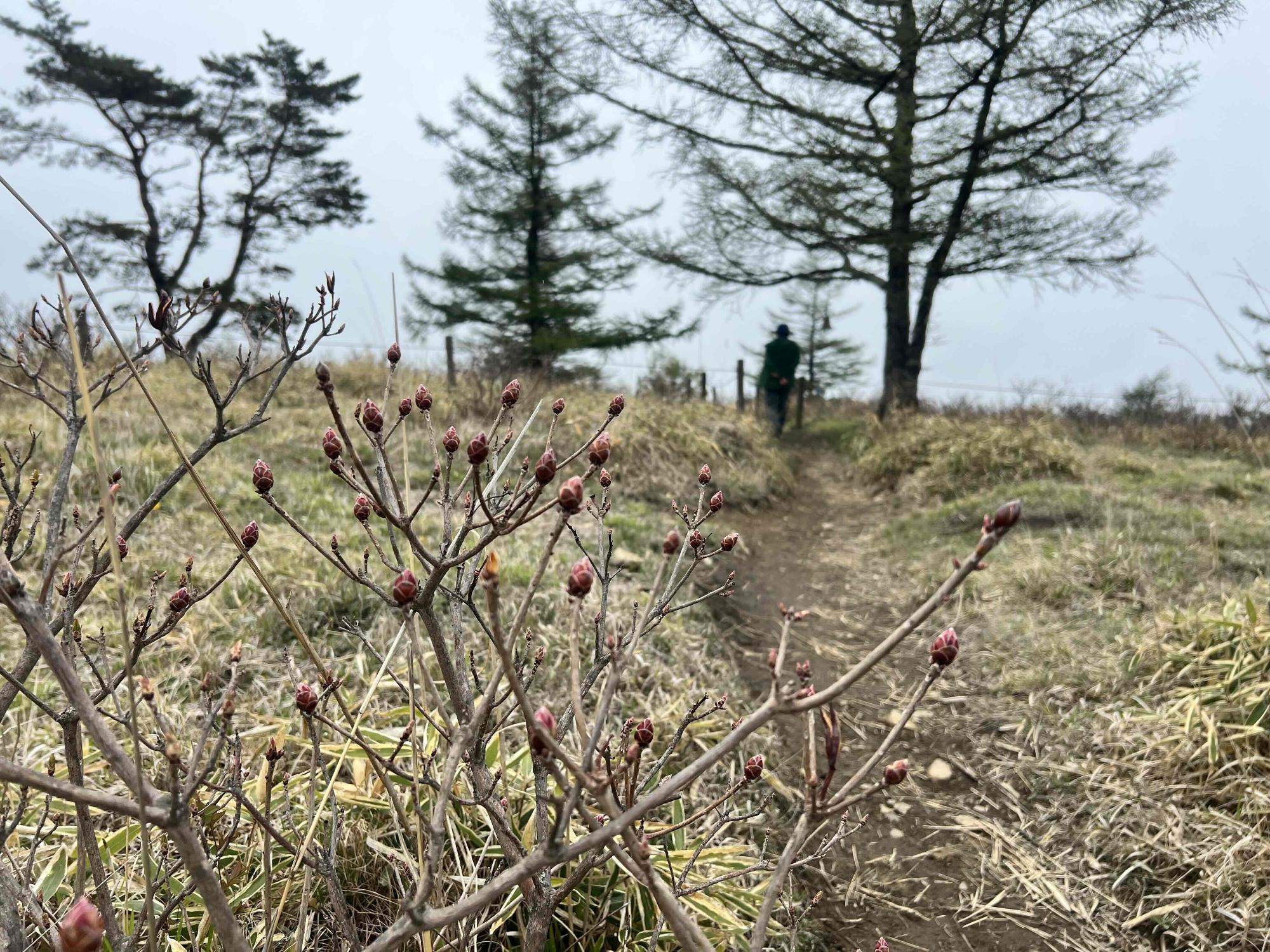 240509甘利山レンゲツツジ