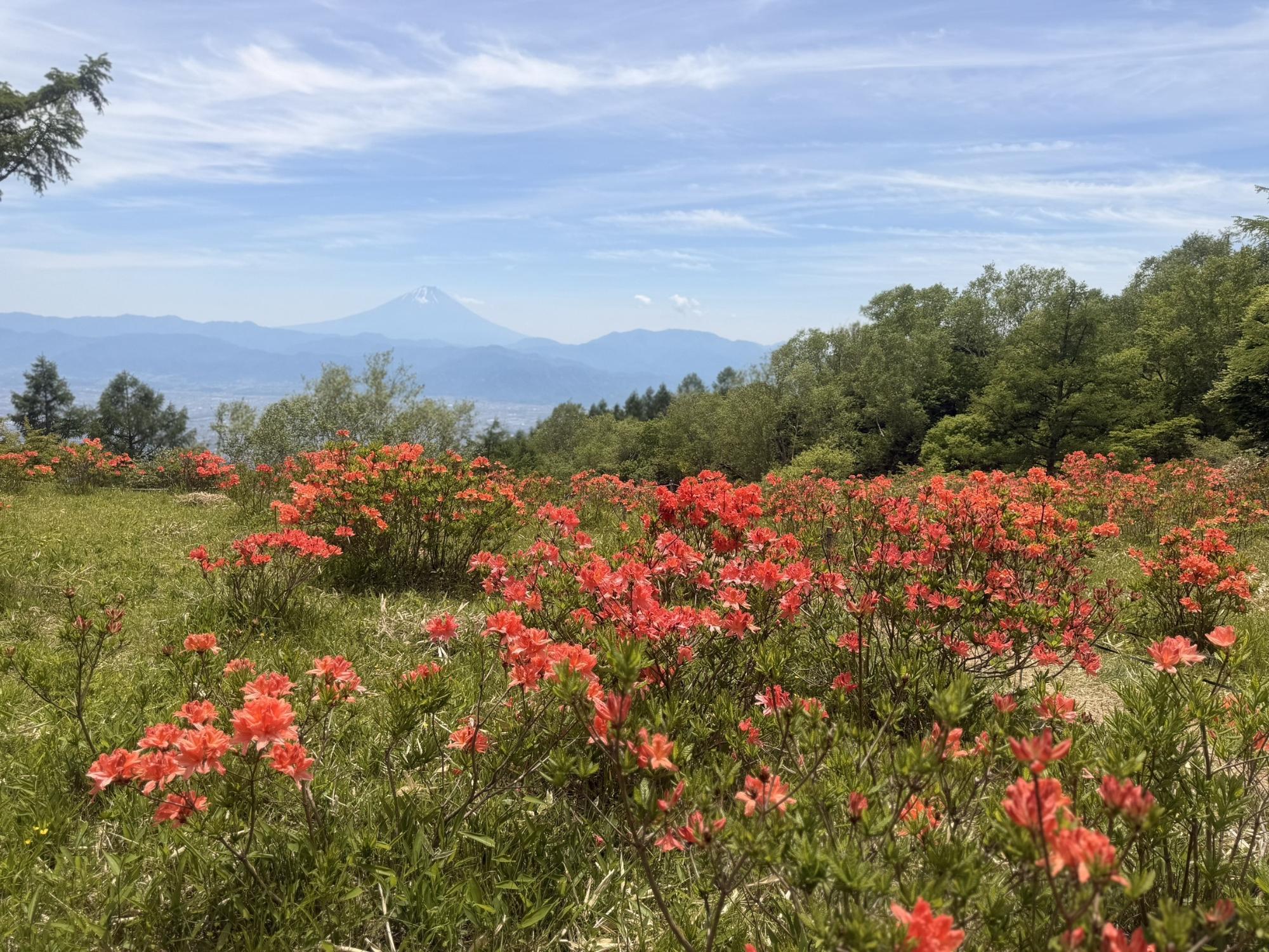 6月1日甘利山富士山展望地