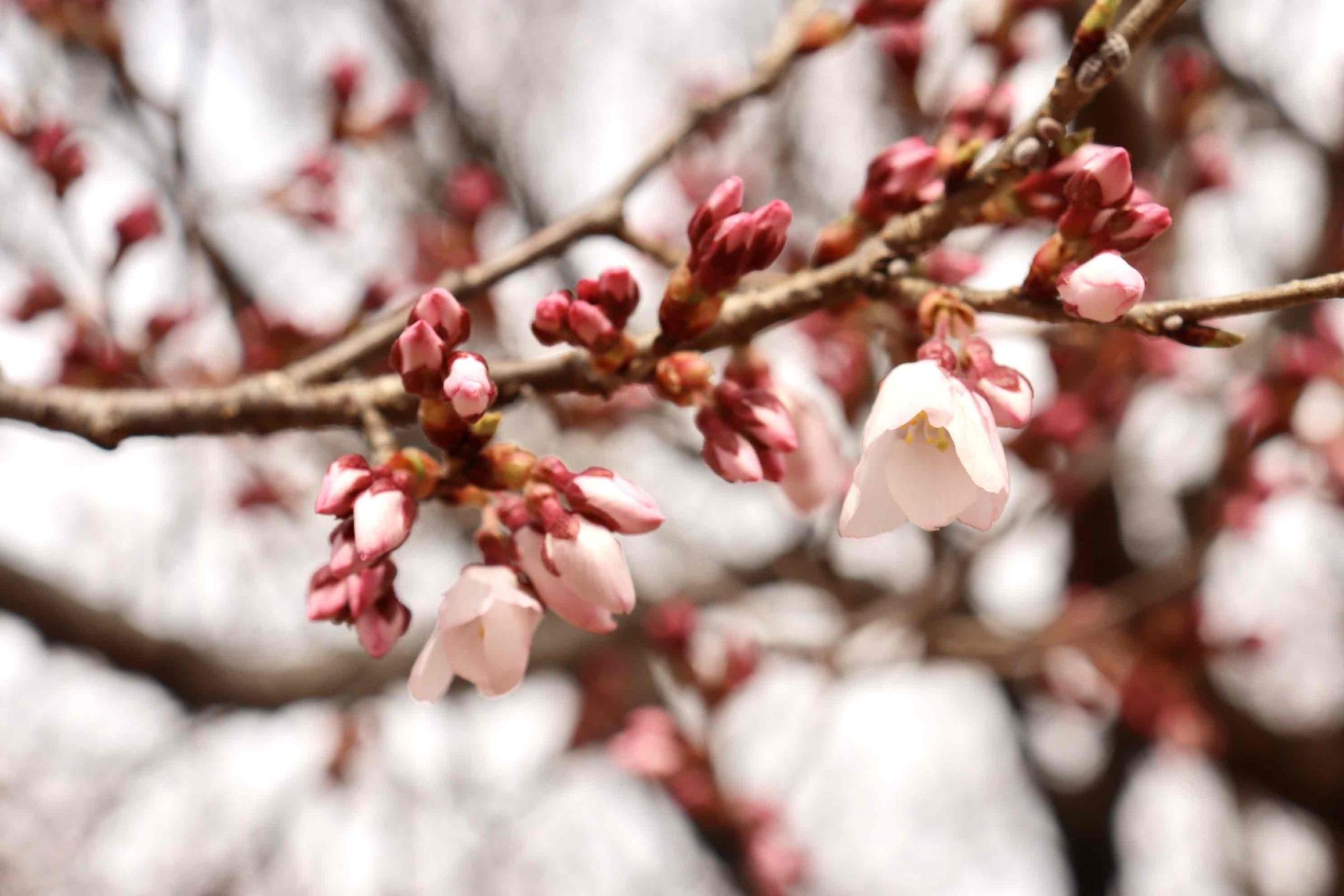 韮崎駅桜20230313