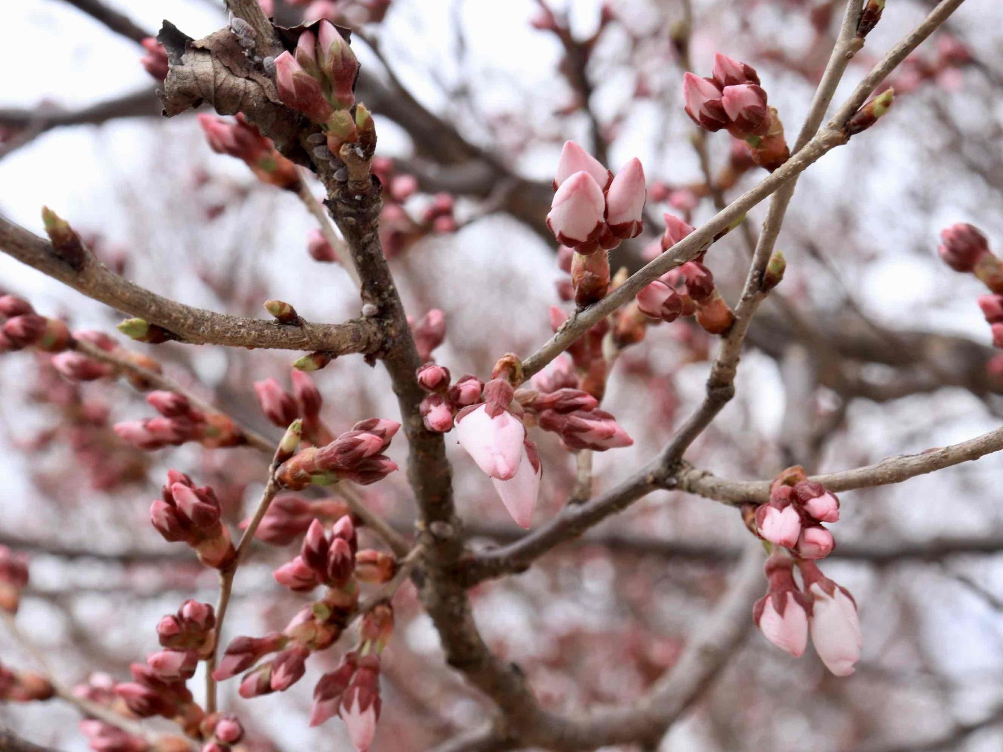 韮崎駅桜20230313