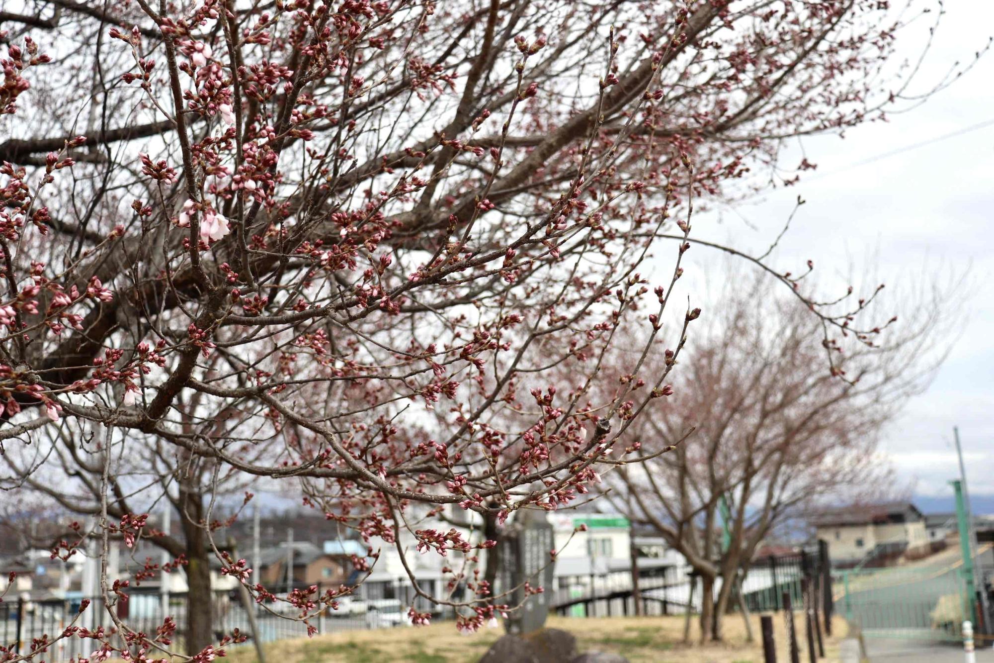 韮崎駅桜20230313