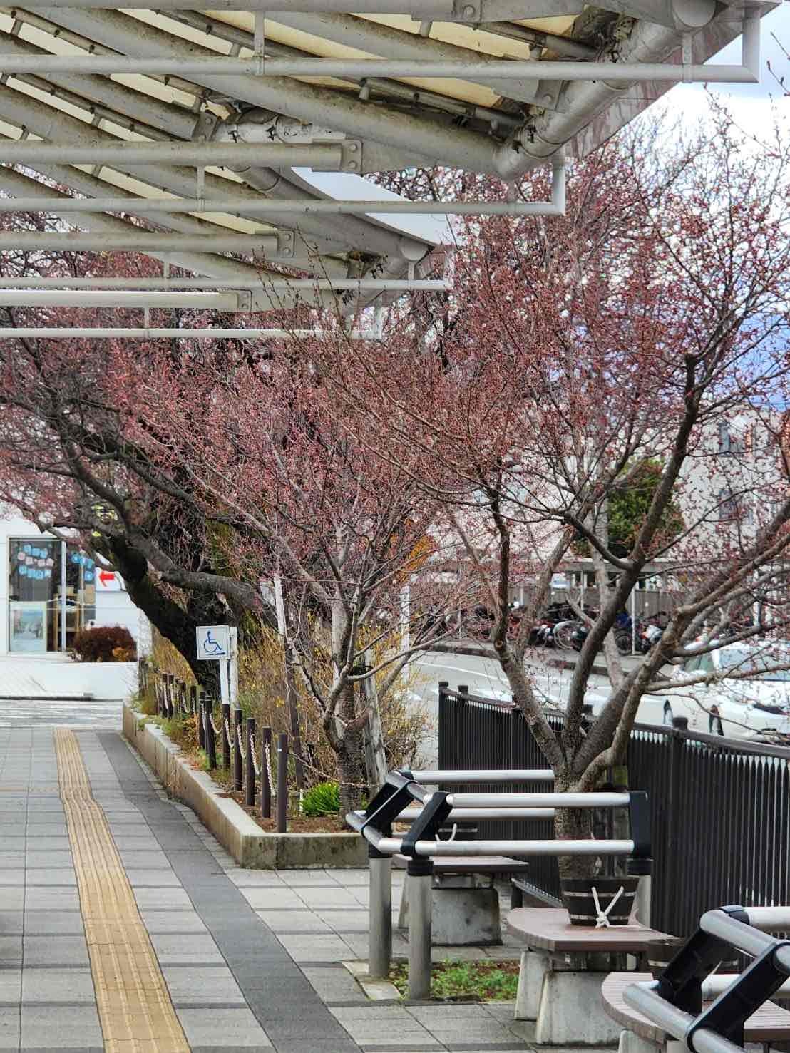 韮崎駅桜20230313