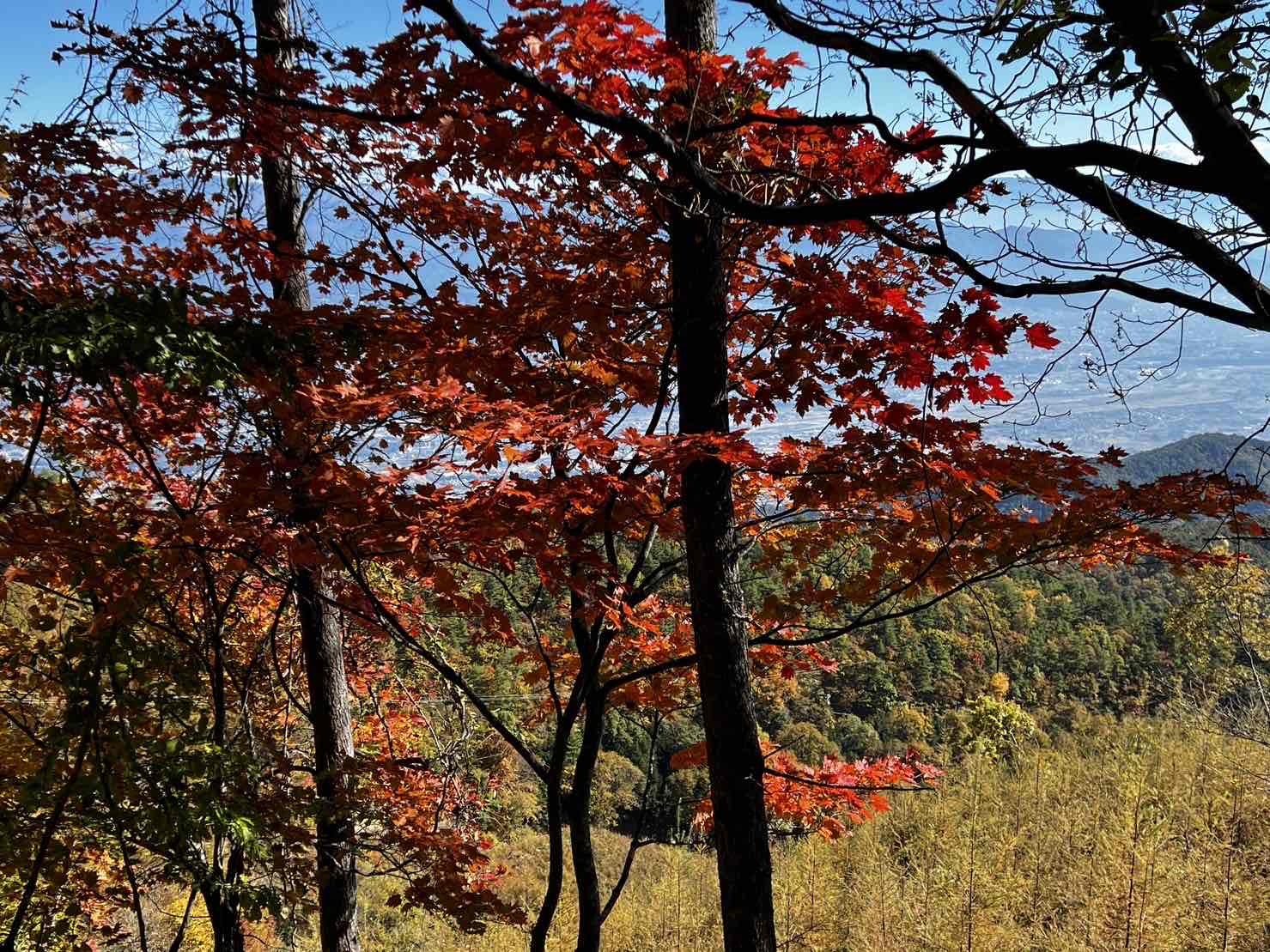 231026甘利山紅葉