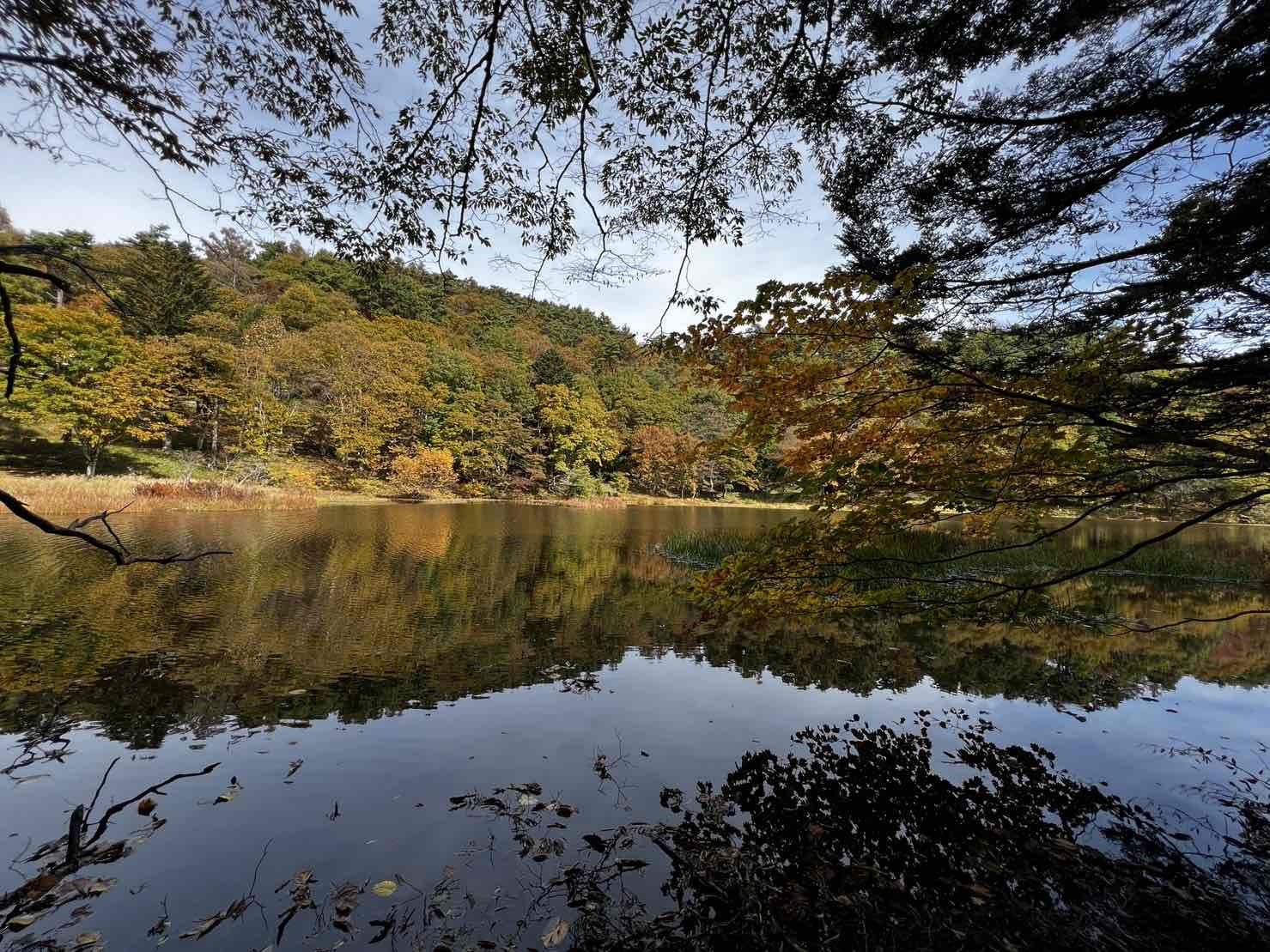 231026甘利山紅葉