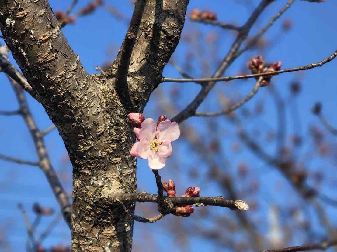 240317韮崎駅桜