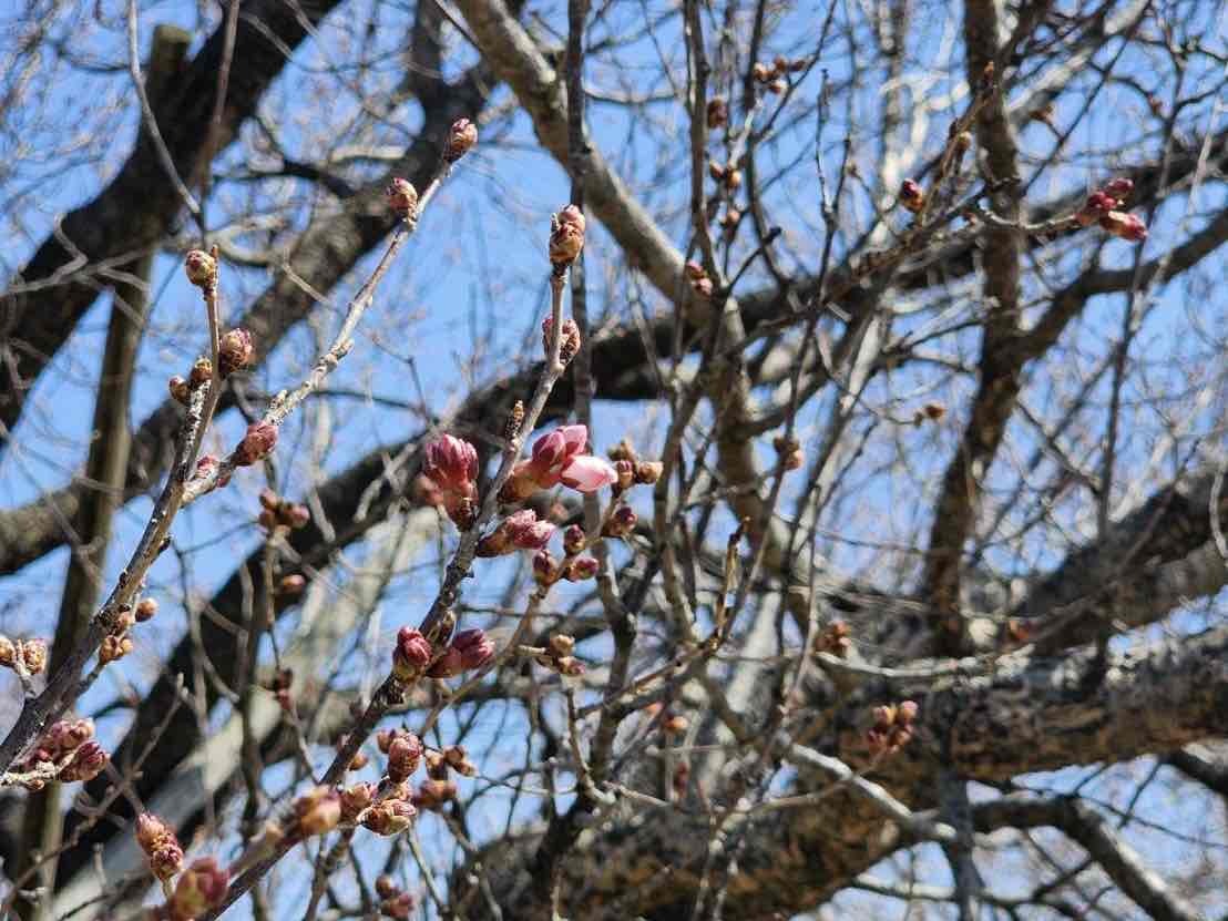 240317韮崎駅桜