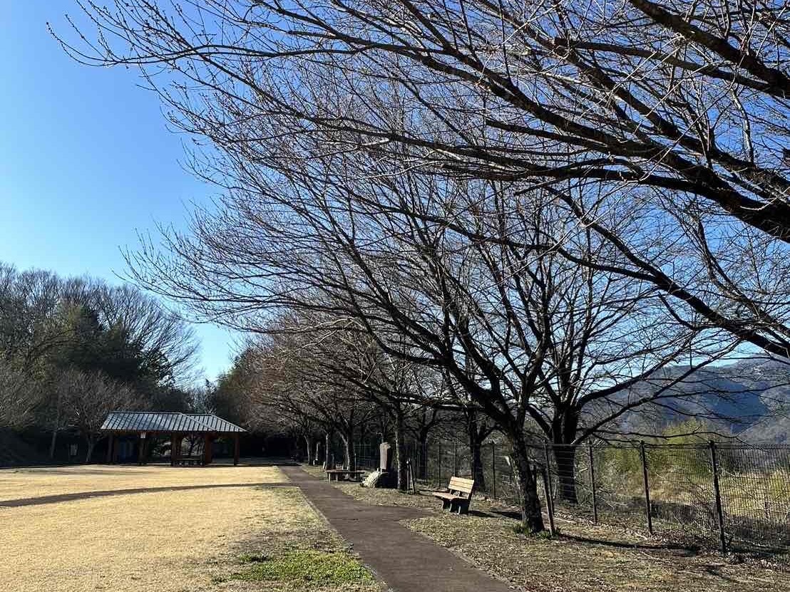 240322穴山さくら公園