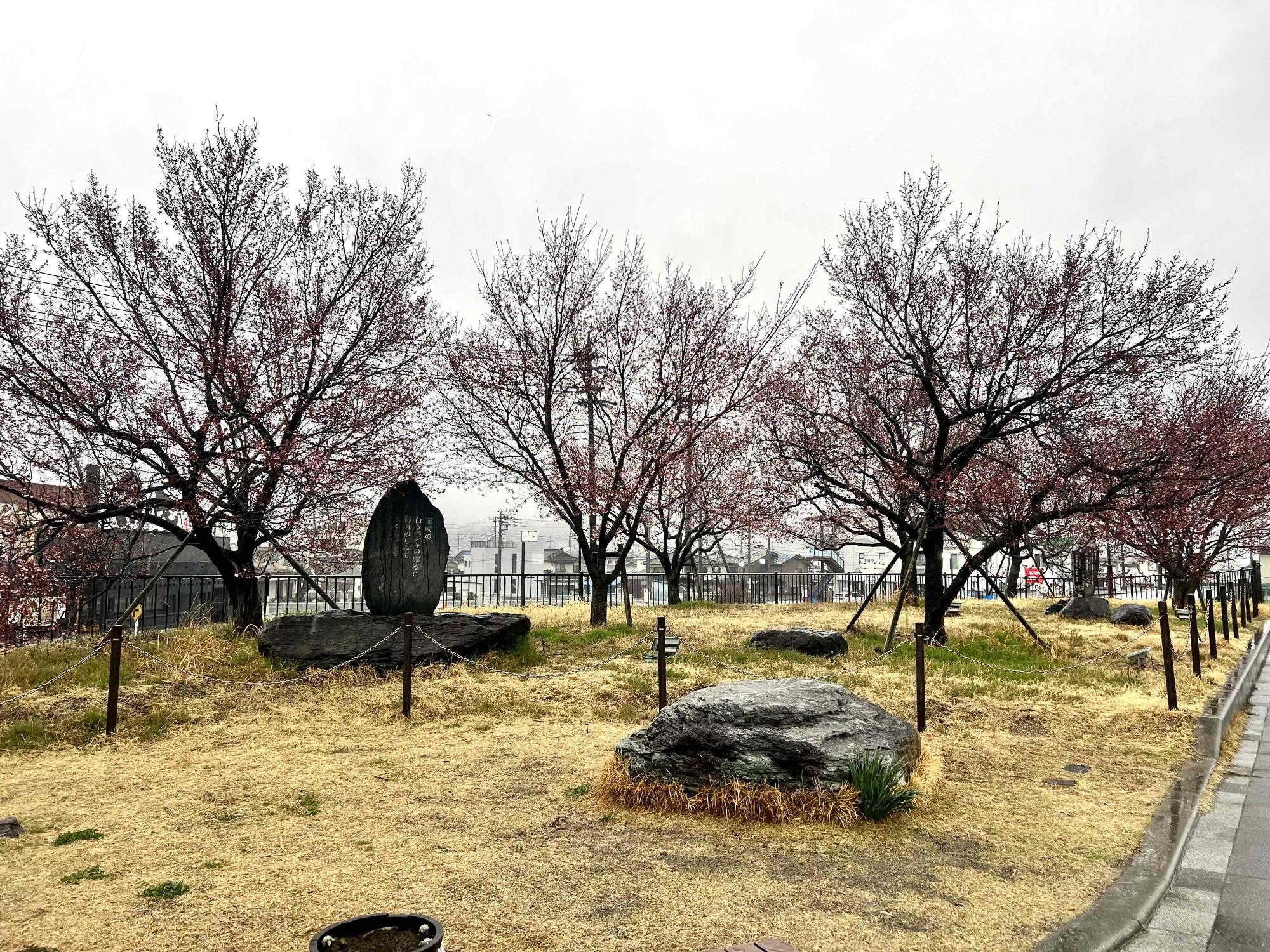 240326韮崎駅前広場桜