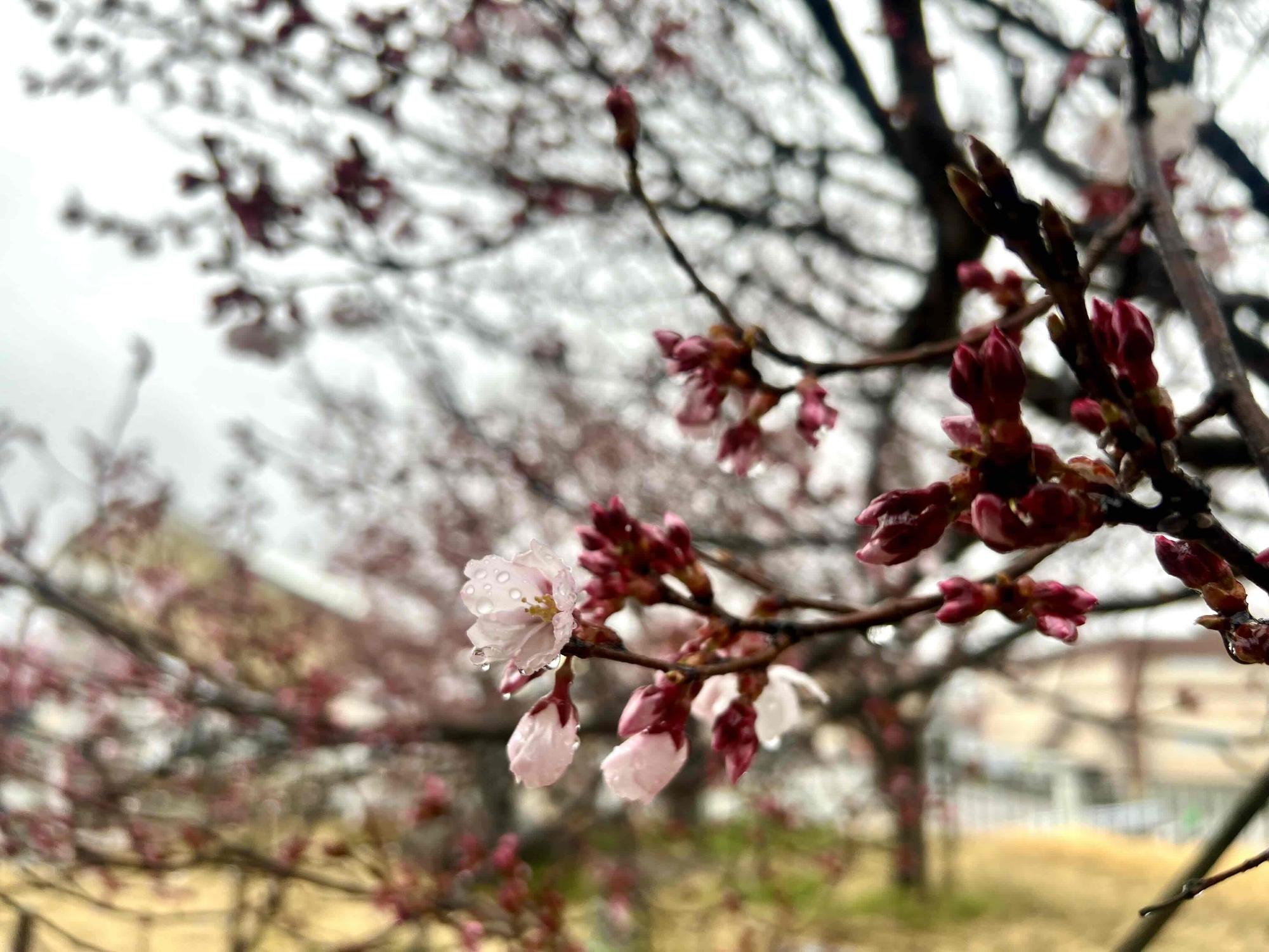 240326韮崎駅前広場桜