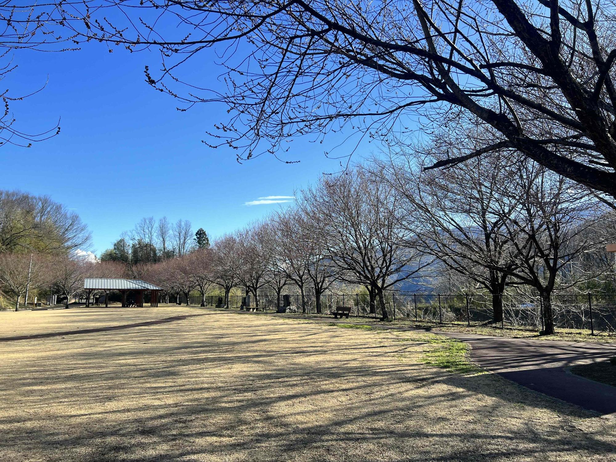 240327穴山さくら公園