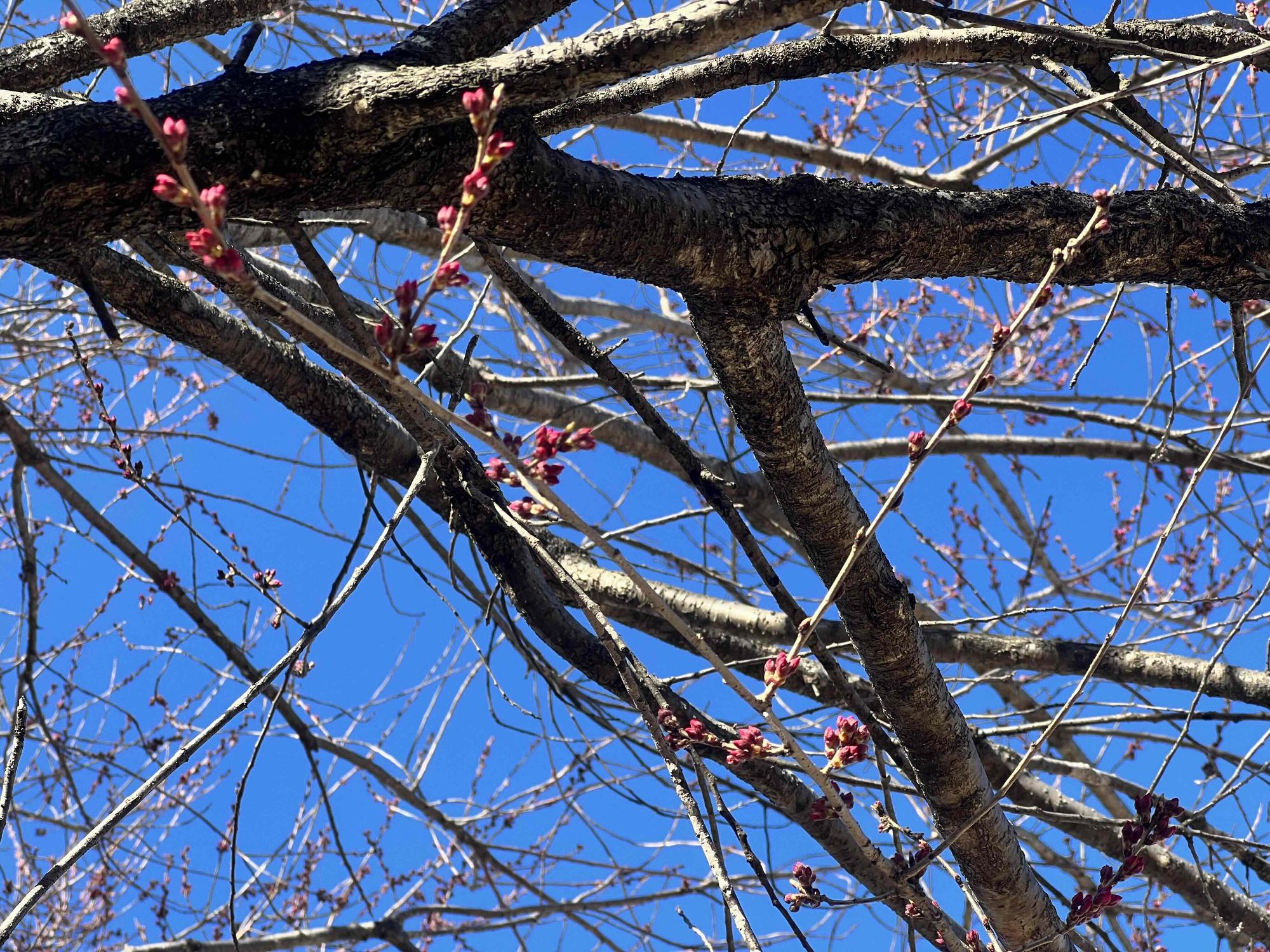 240327穴山さくら公園