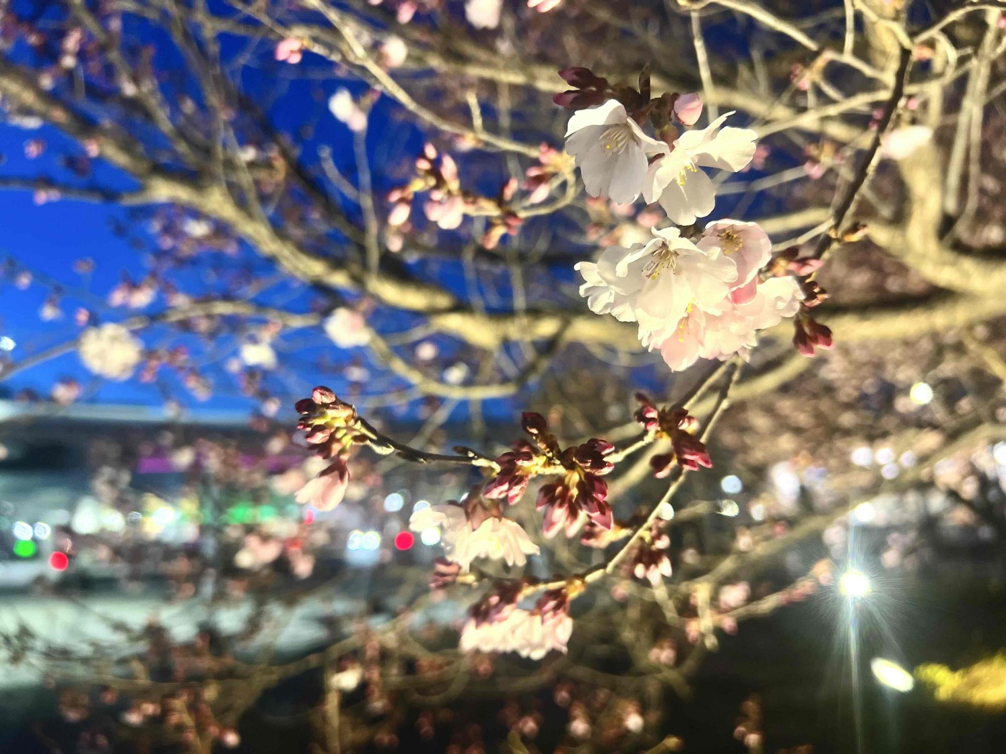 240327韮崎駅前広場桜