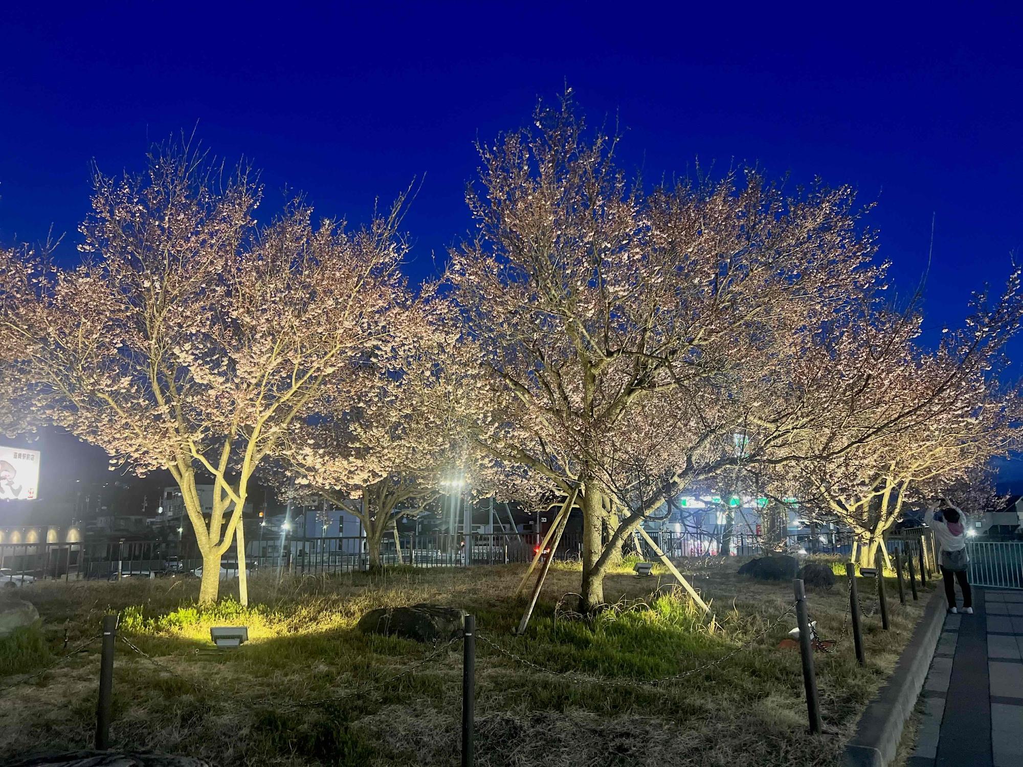 240327韮崎駅前広場桜