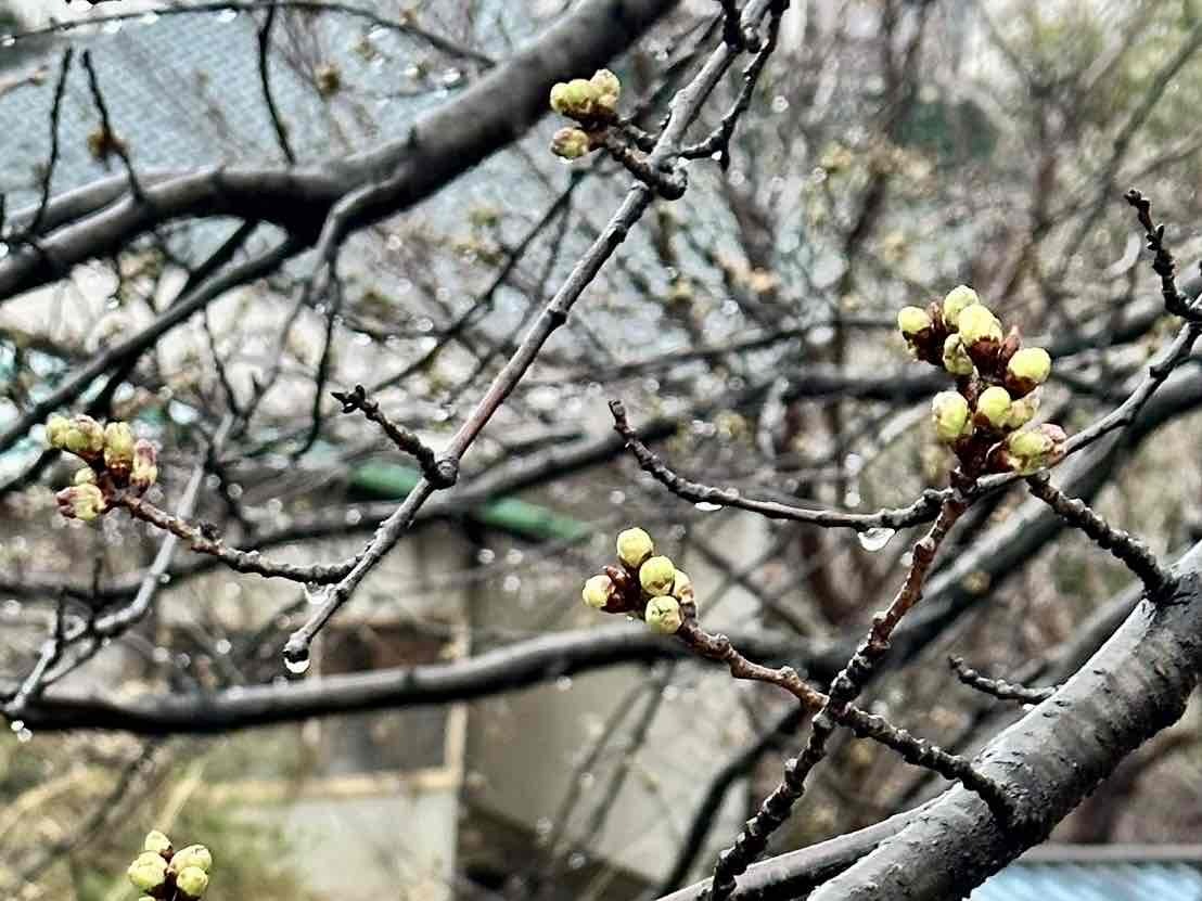 240329徳島堰桜