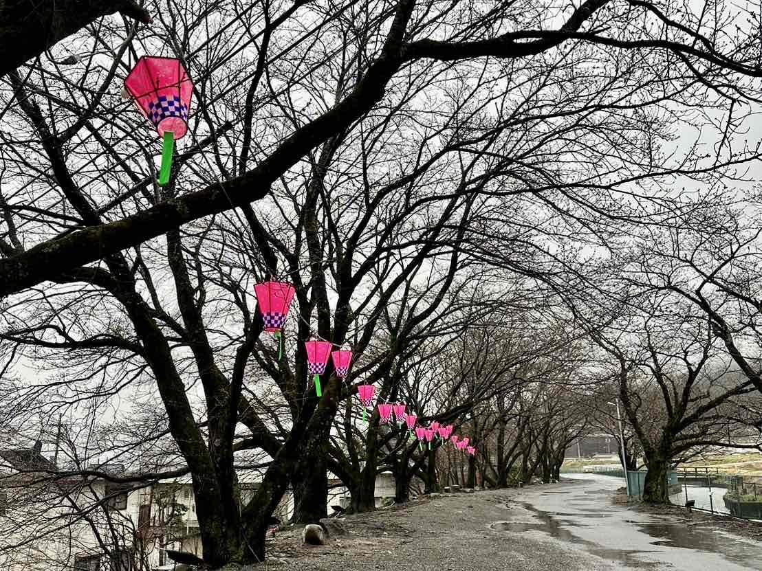 240329徳島堰桜