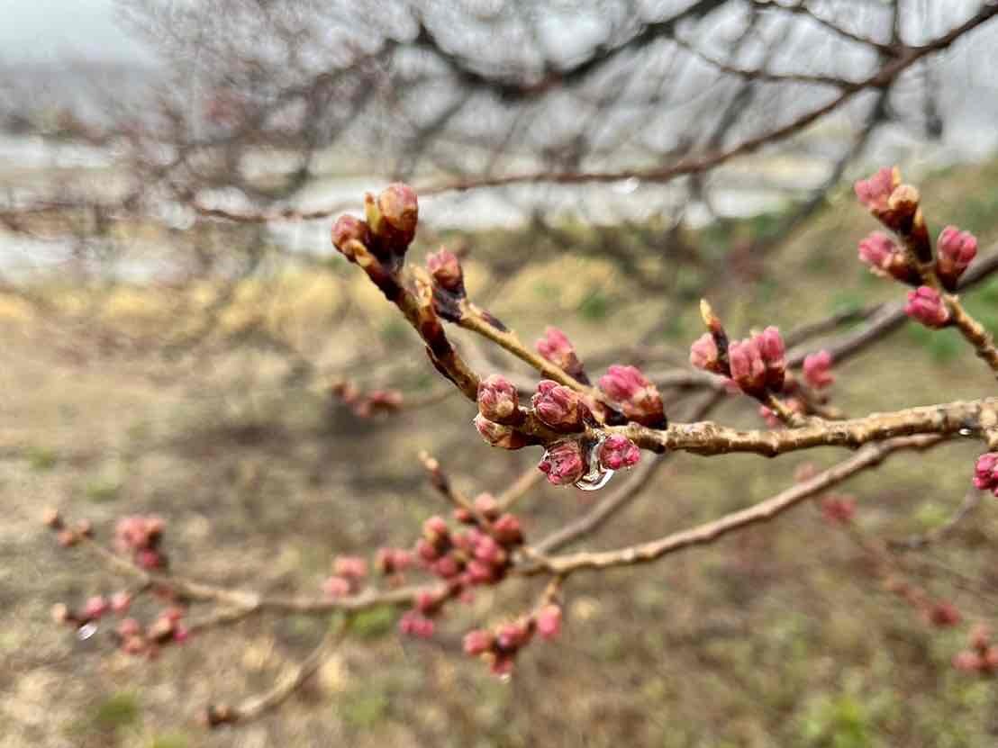 240329わに塚のサクラ